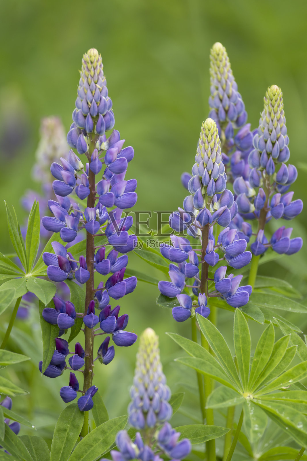 春天盛开的野生紫花狼毒照片摄影图片