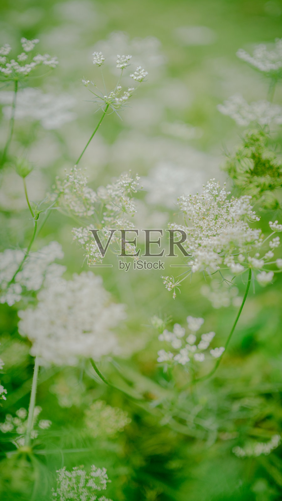 白色花卉植物照片摄影图片