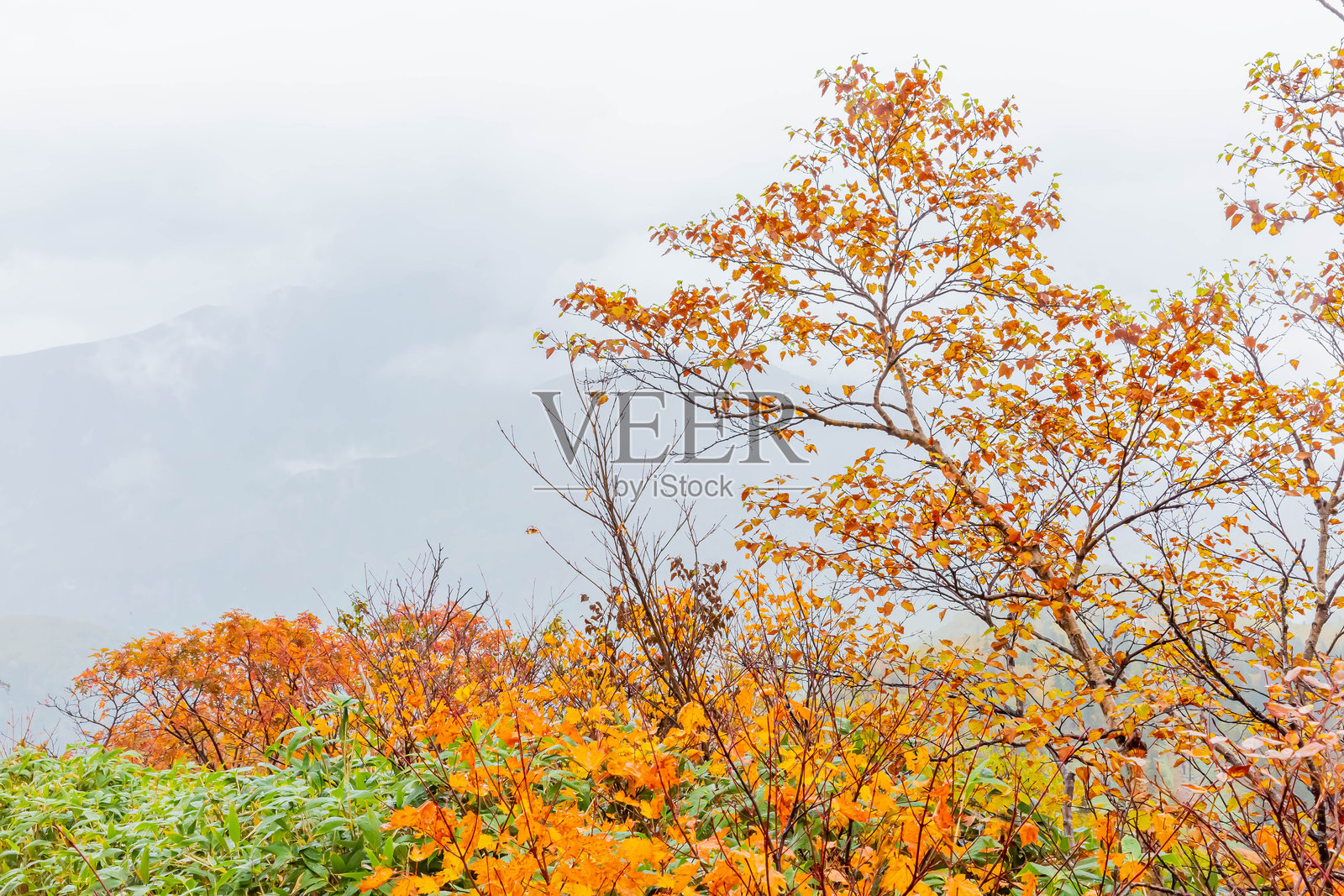 日本北海道的黑岳秋季景色照片摄影图片