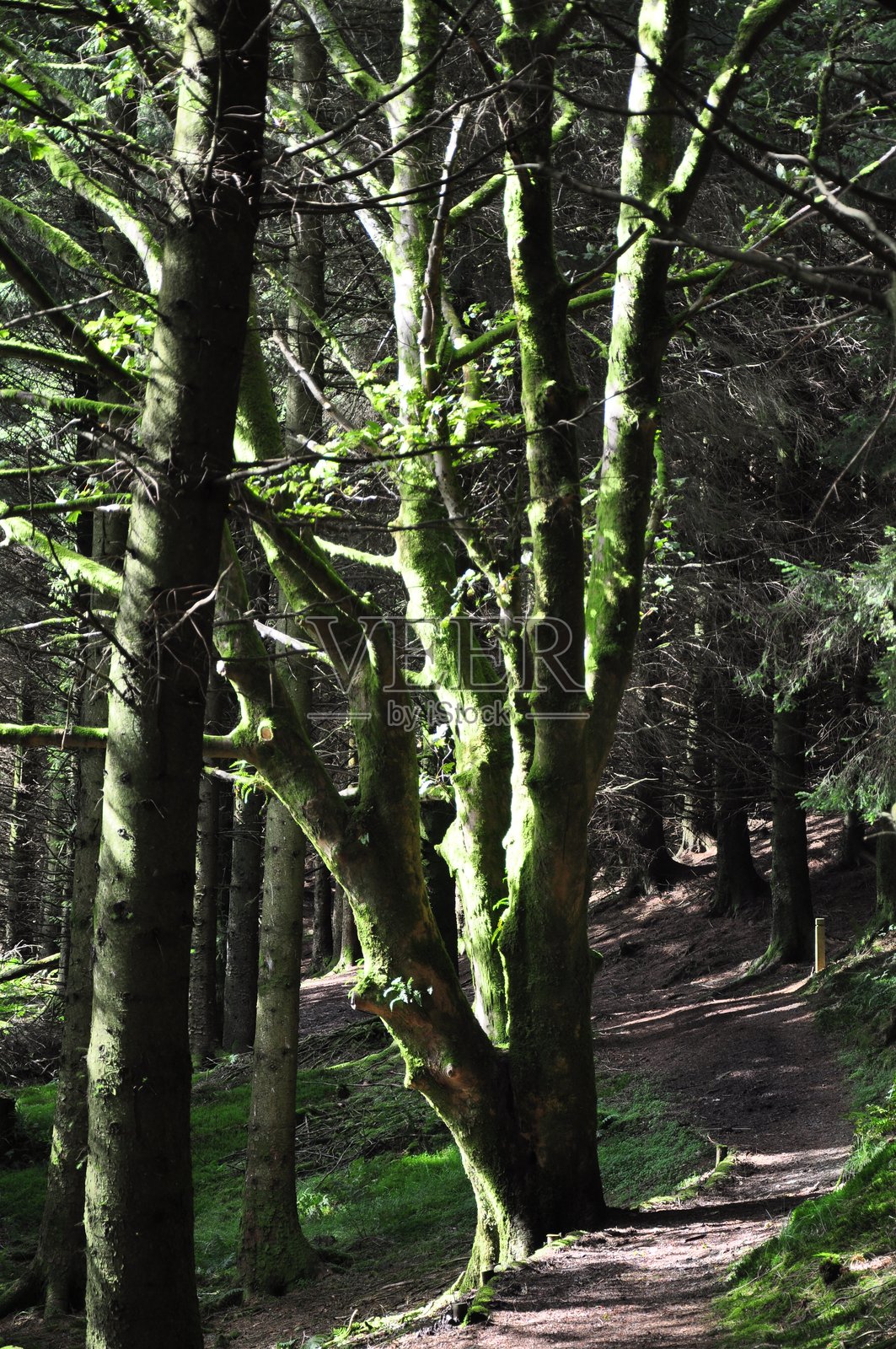 阳光照耀着苔藓覆盖的林间小径照片摄影图片