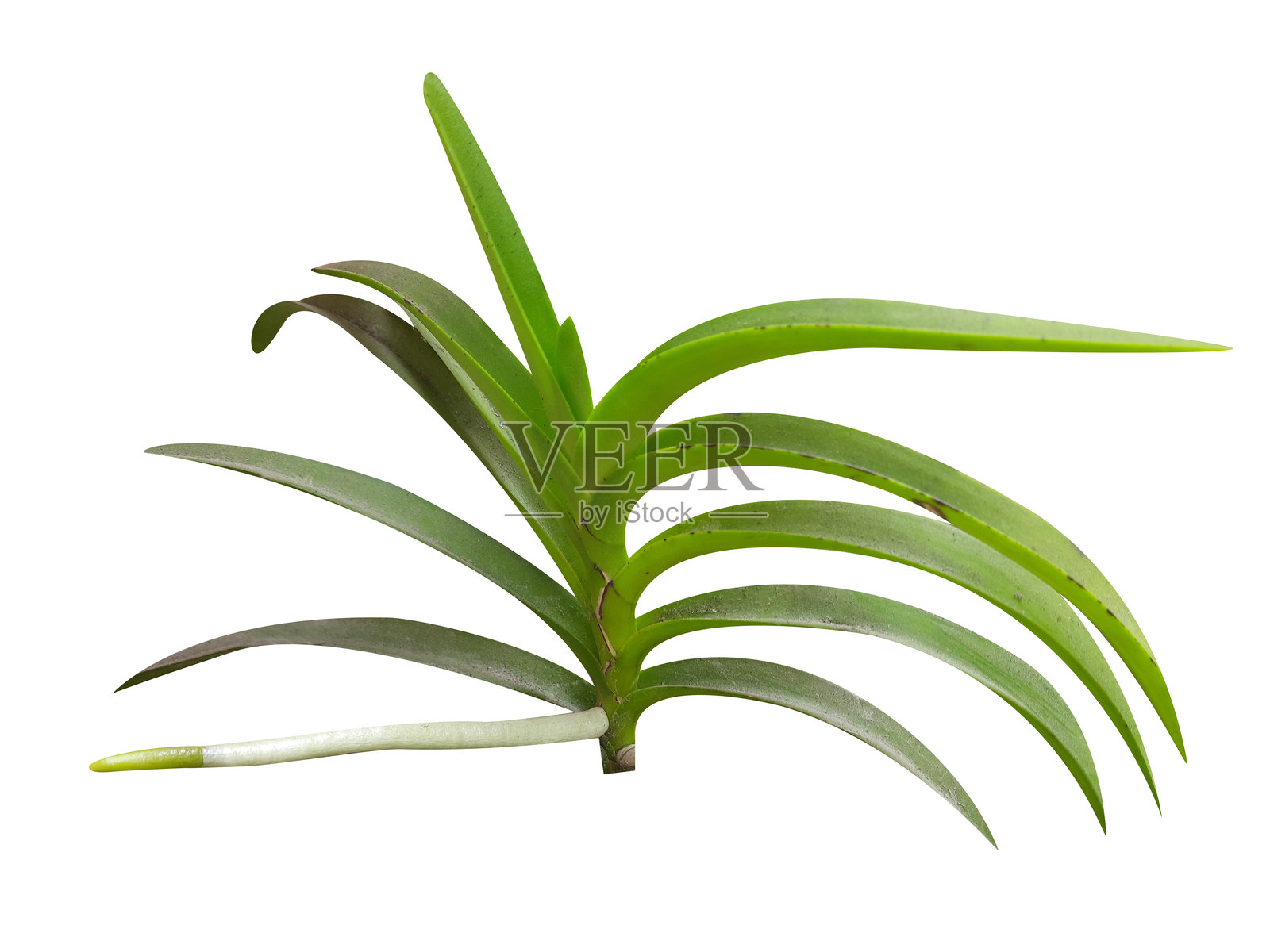 灰兰花植物照片摄影图片