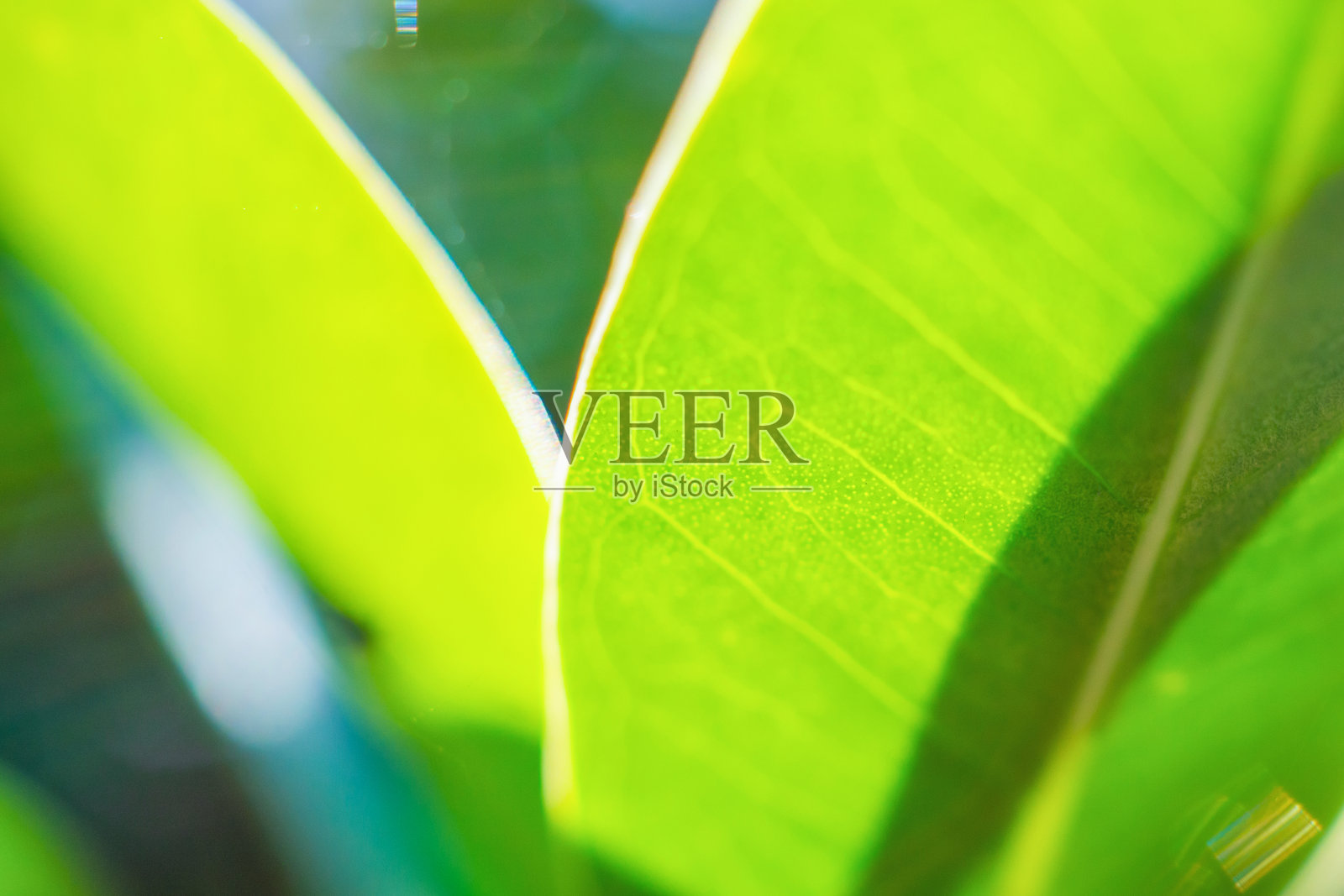 花园中自然植物的绿色叶子，背景模糊。照片摄影图片