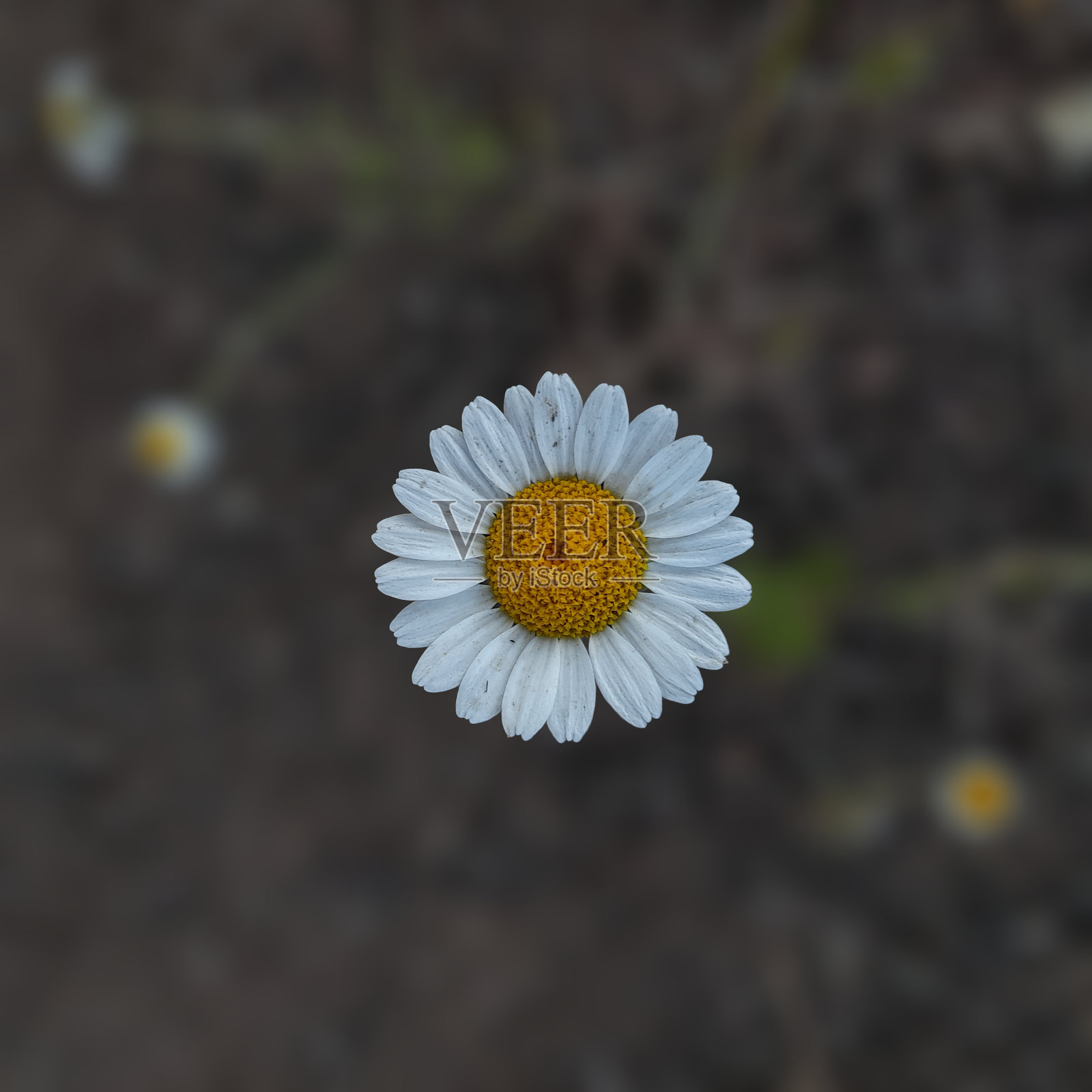 雏菊花的特写视图照片摄影图片