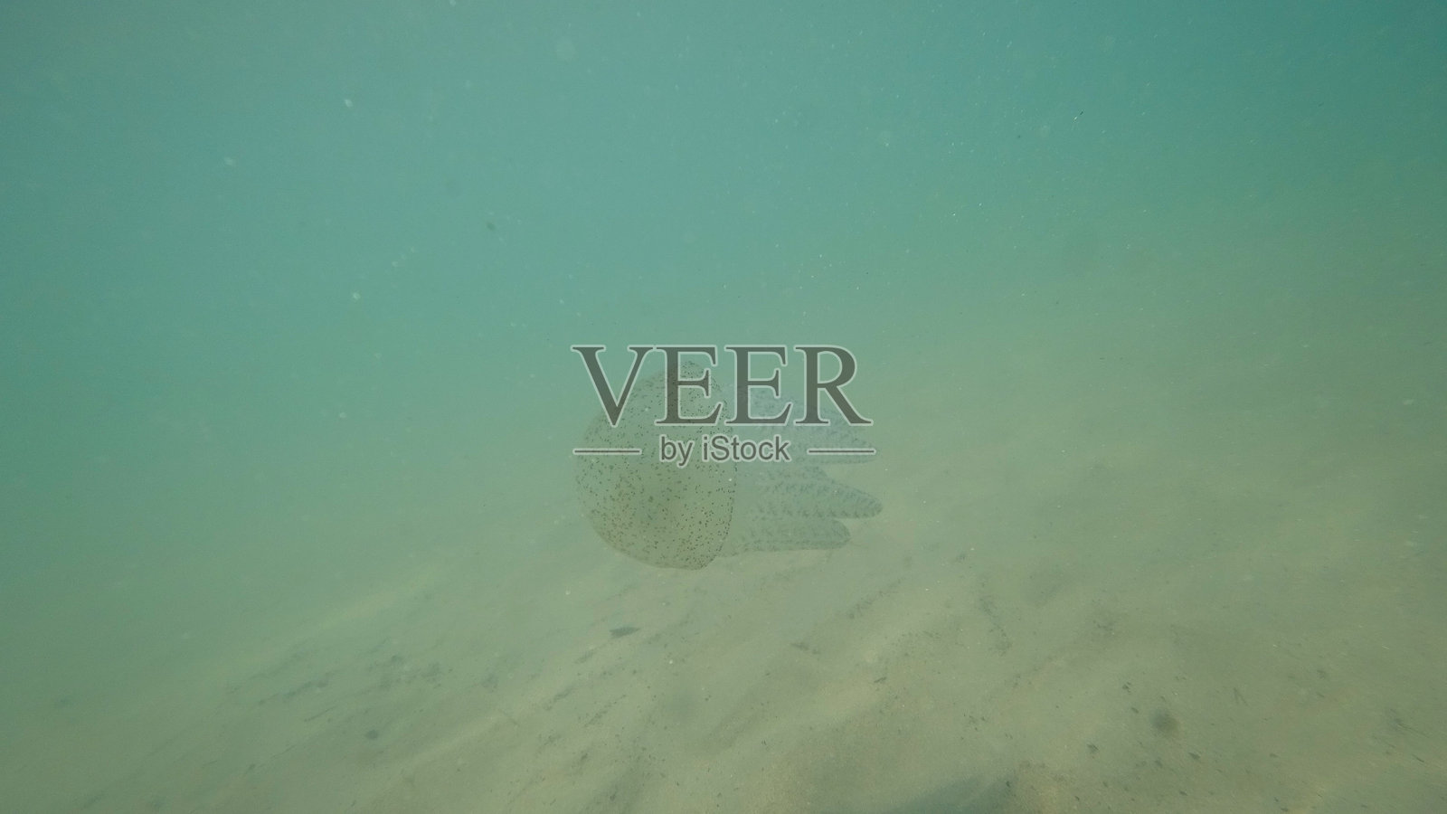 澳大利亚斑点水母在绿色浑浊的水中游动，靠近沙质海底。照片摄影图片