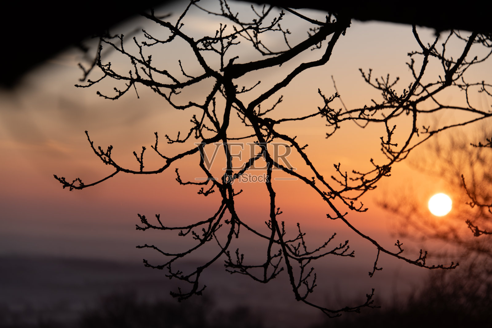 冬季橡树枝条和芽的剪影照片，背景是朦胧的日出。照片摄影图片