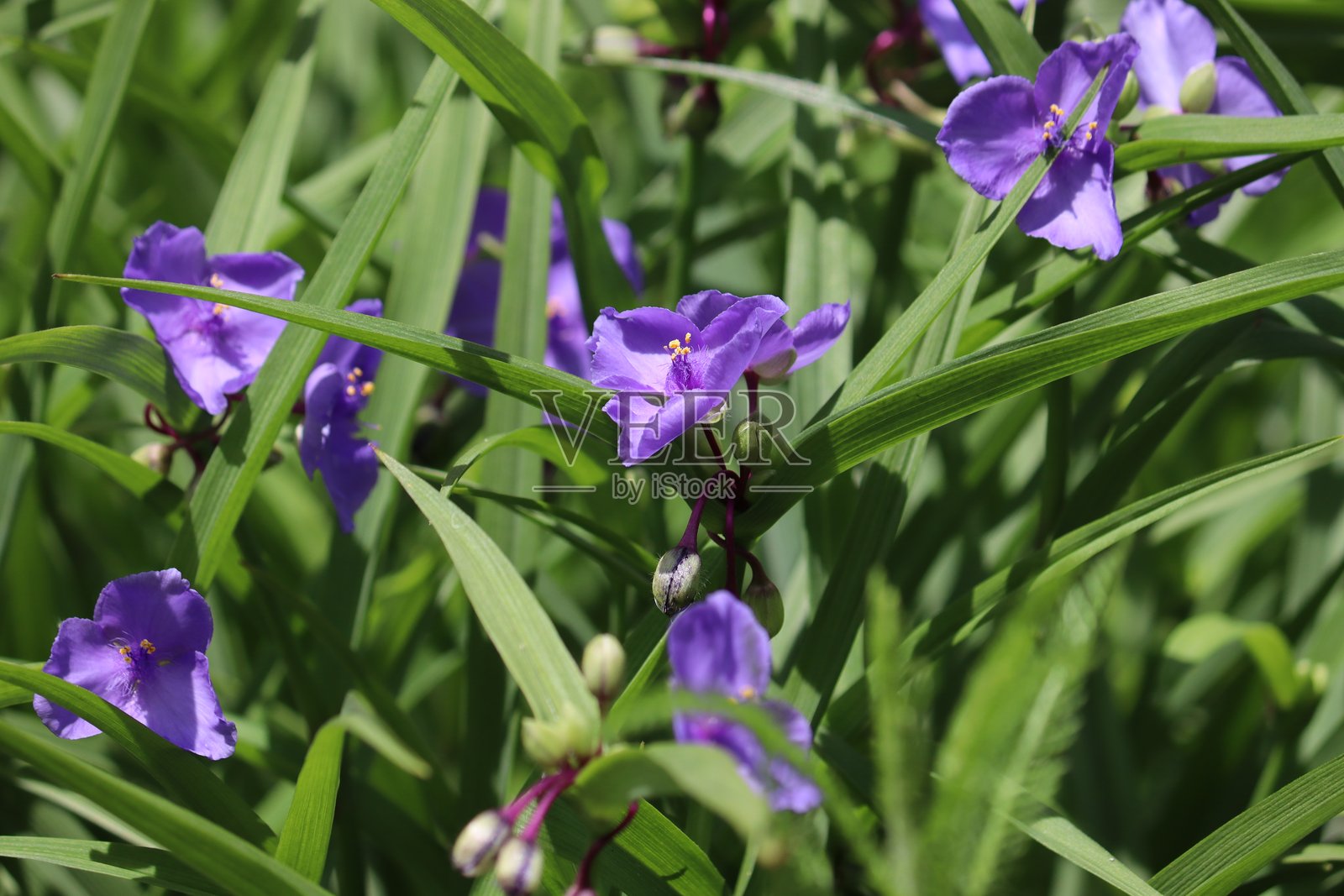 夏季花园中的弗吉尼亚蜘蛛草（Tradescantia virginiana）蓝色花朵照片摄影图片