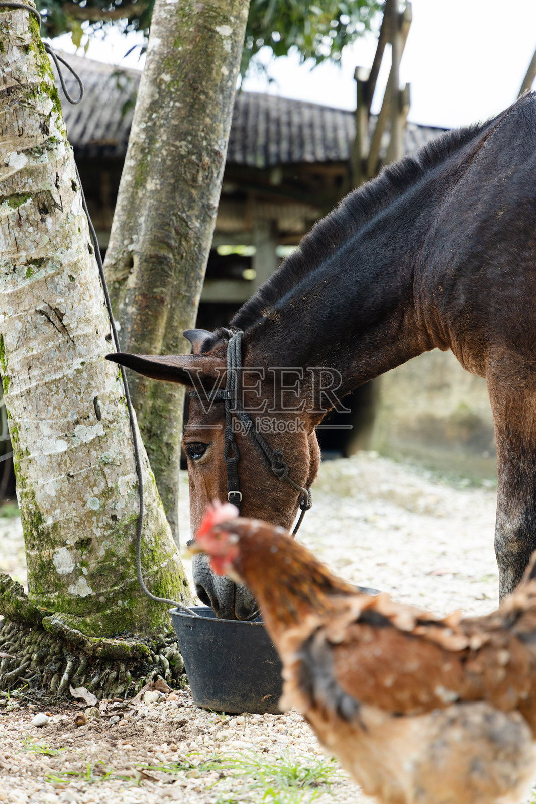 农场伙伴：骡子和鸡共享乡村时光照片摄影图片