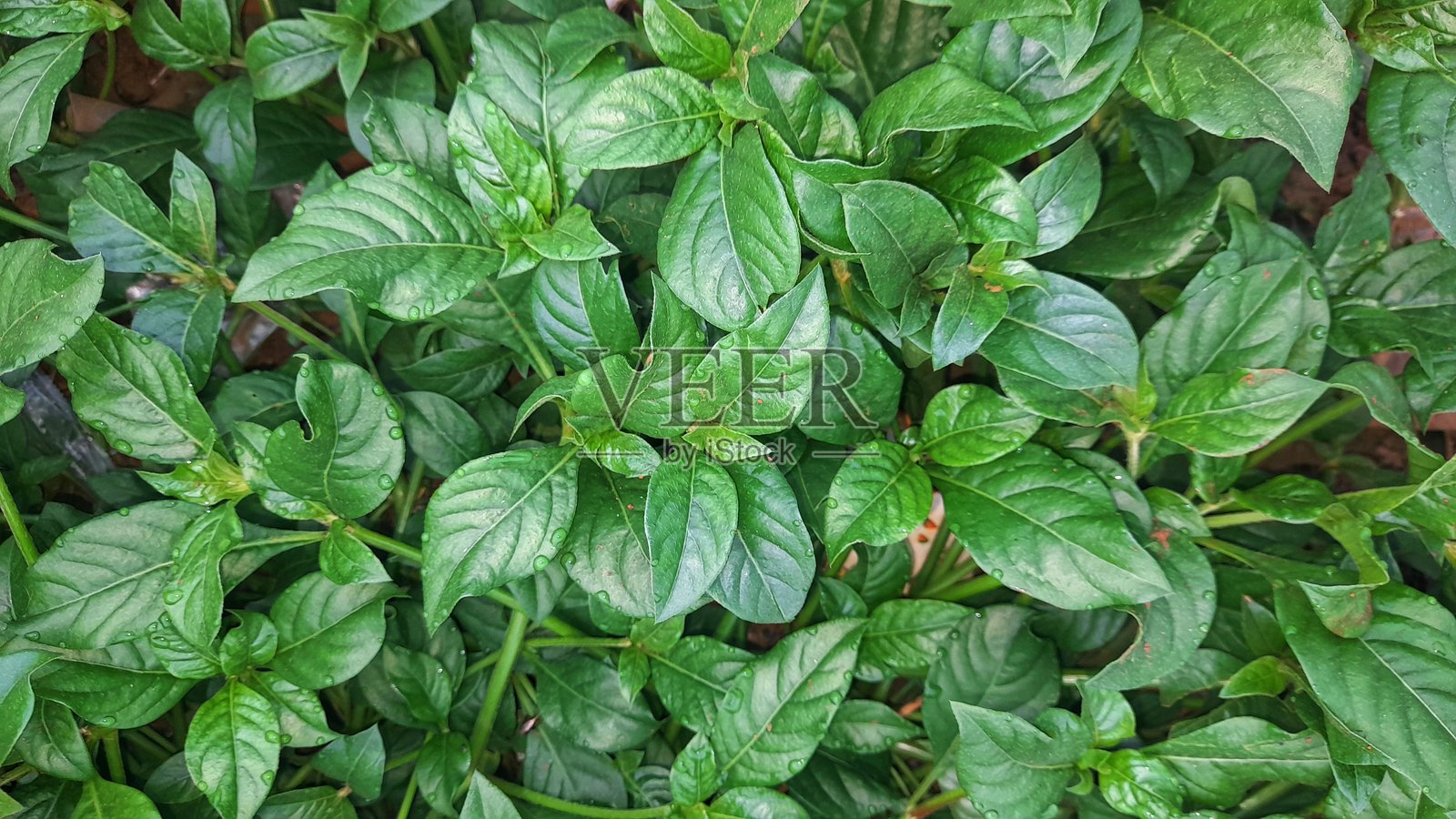 近距离观察水蕹或印度菠菜或巴西菠菜。照片摄影图片