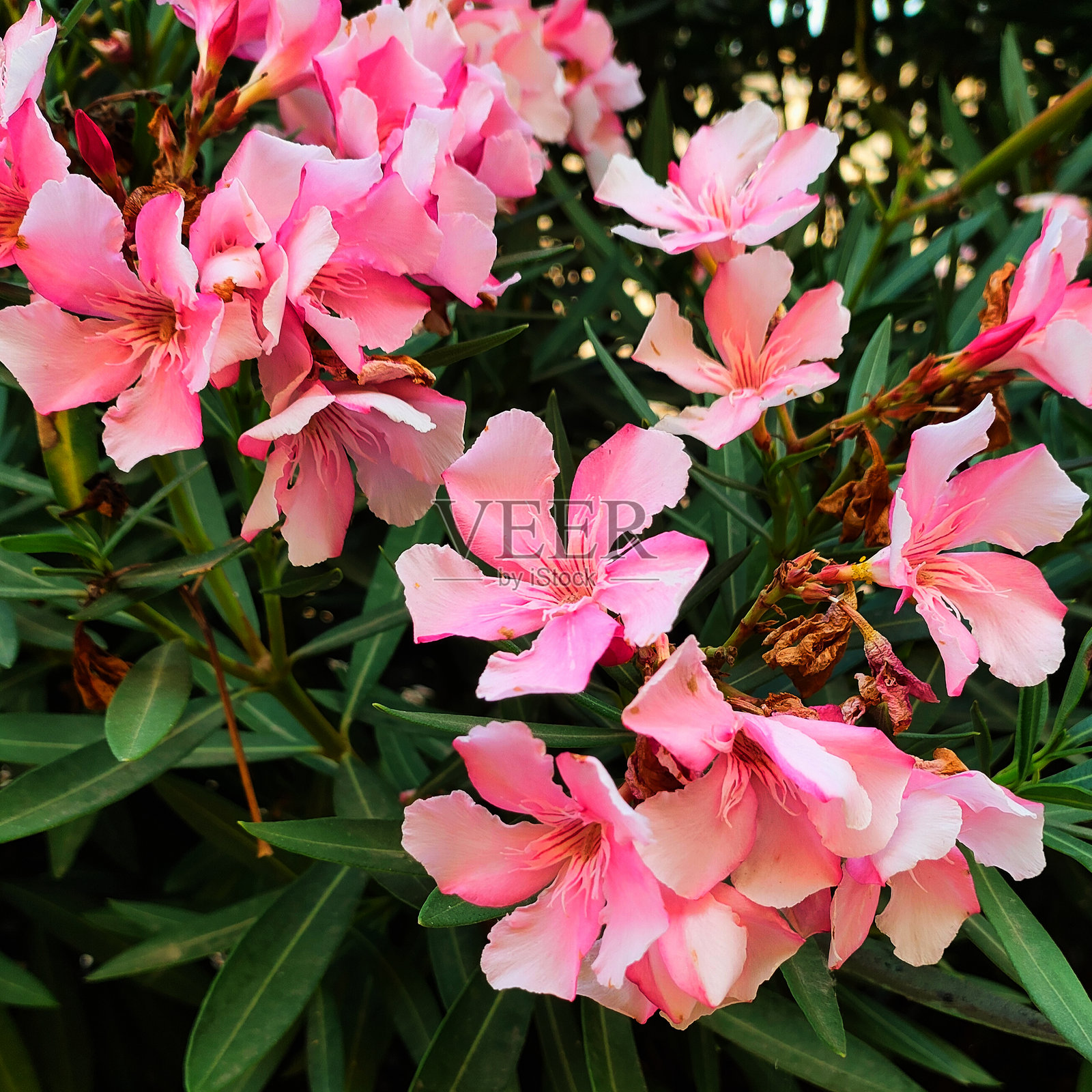 盛开的粉色夹竹桃花照片摄影图片