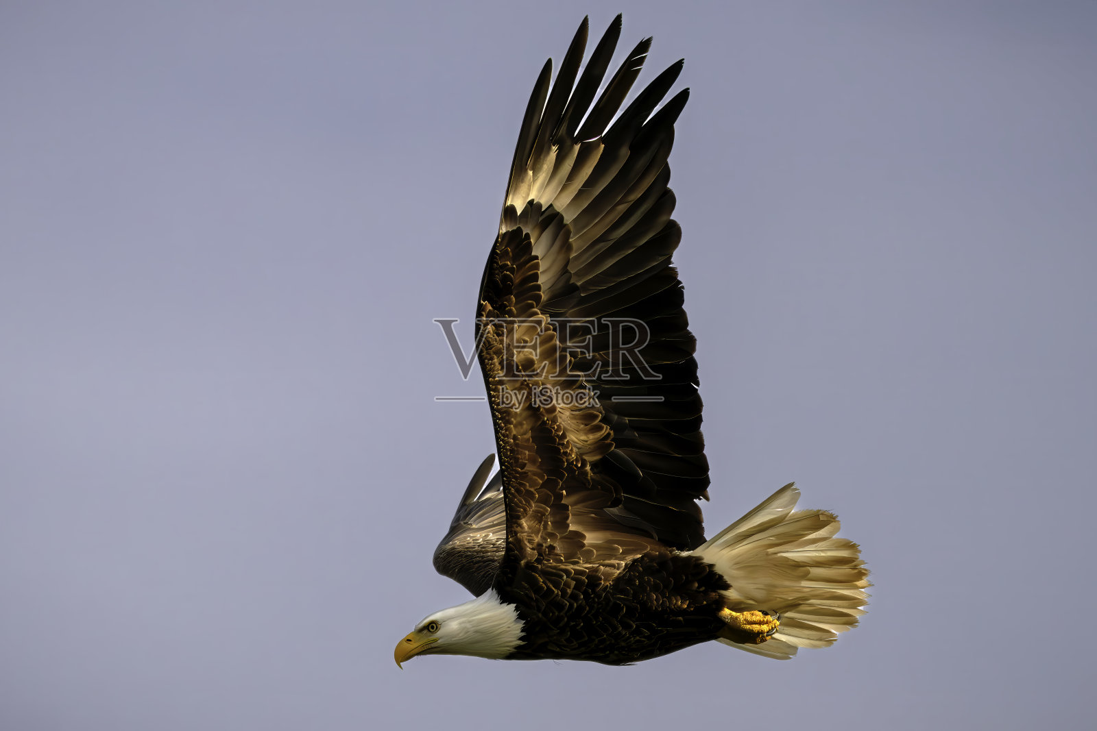 鹰鸟照片摄影图片