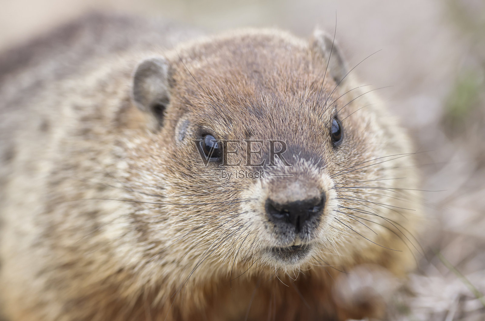 土拨鼠照片摄影图片
