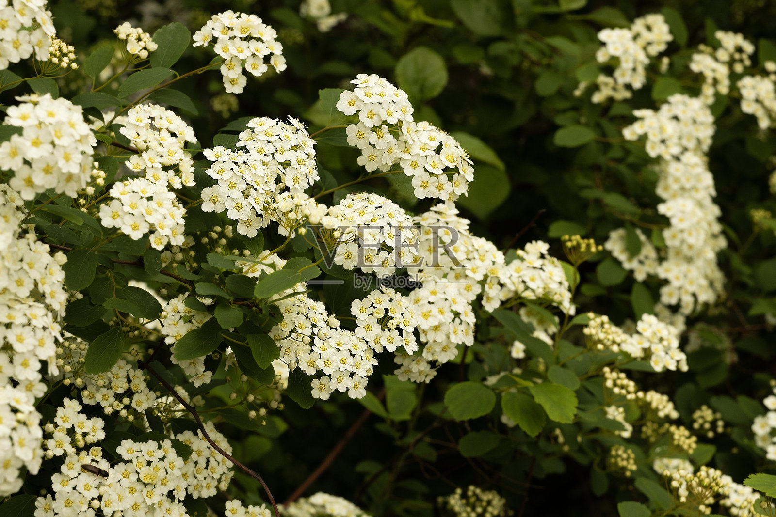 斯匹雷亚照片摄影图片