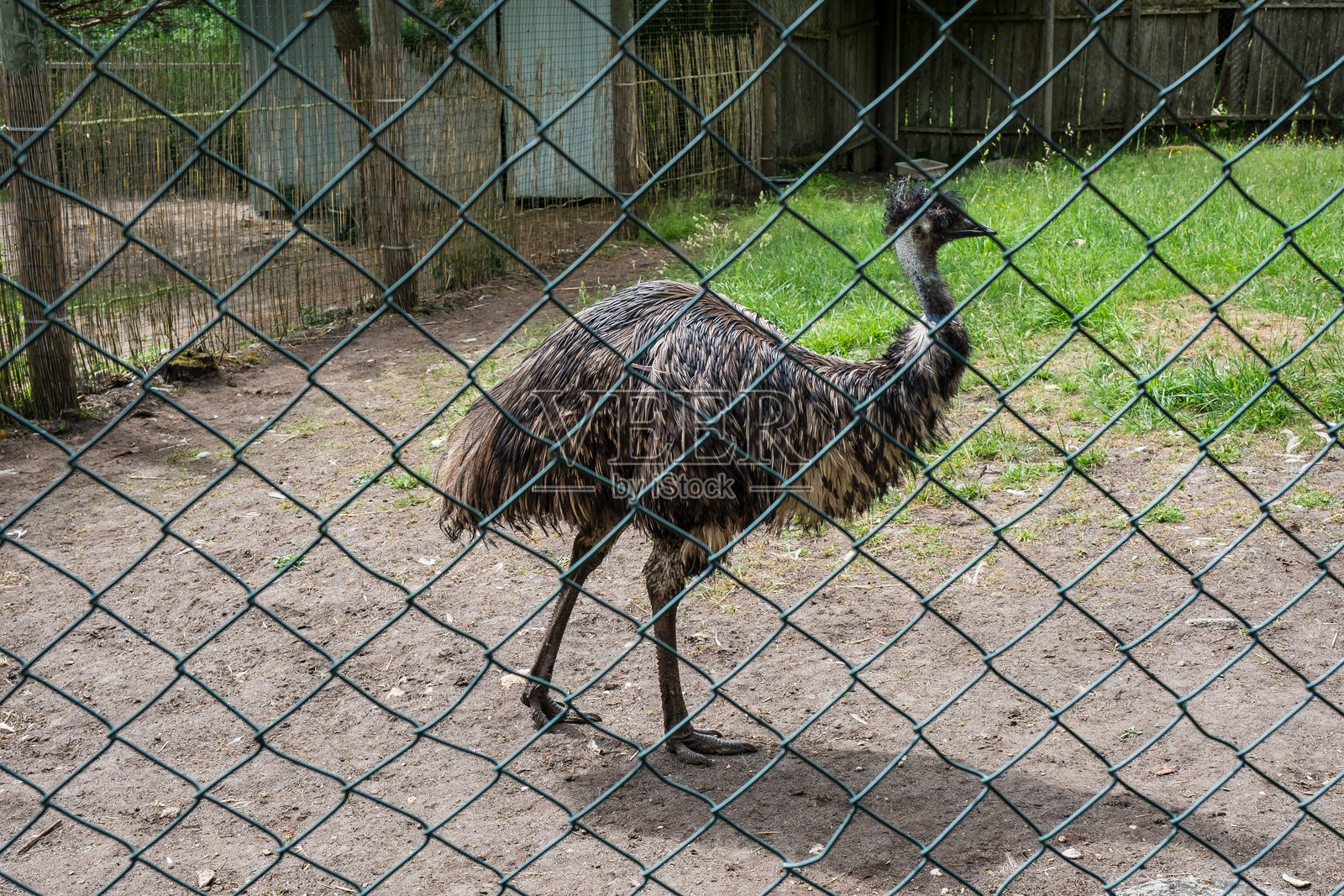 新南威尔士鸸鹋是澳大利亚最大的鸟类，也是世界第二大鸟。照片摄影图片