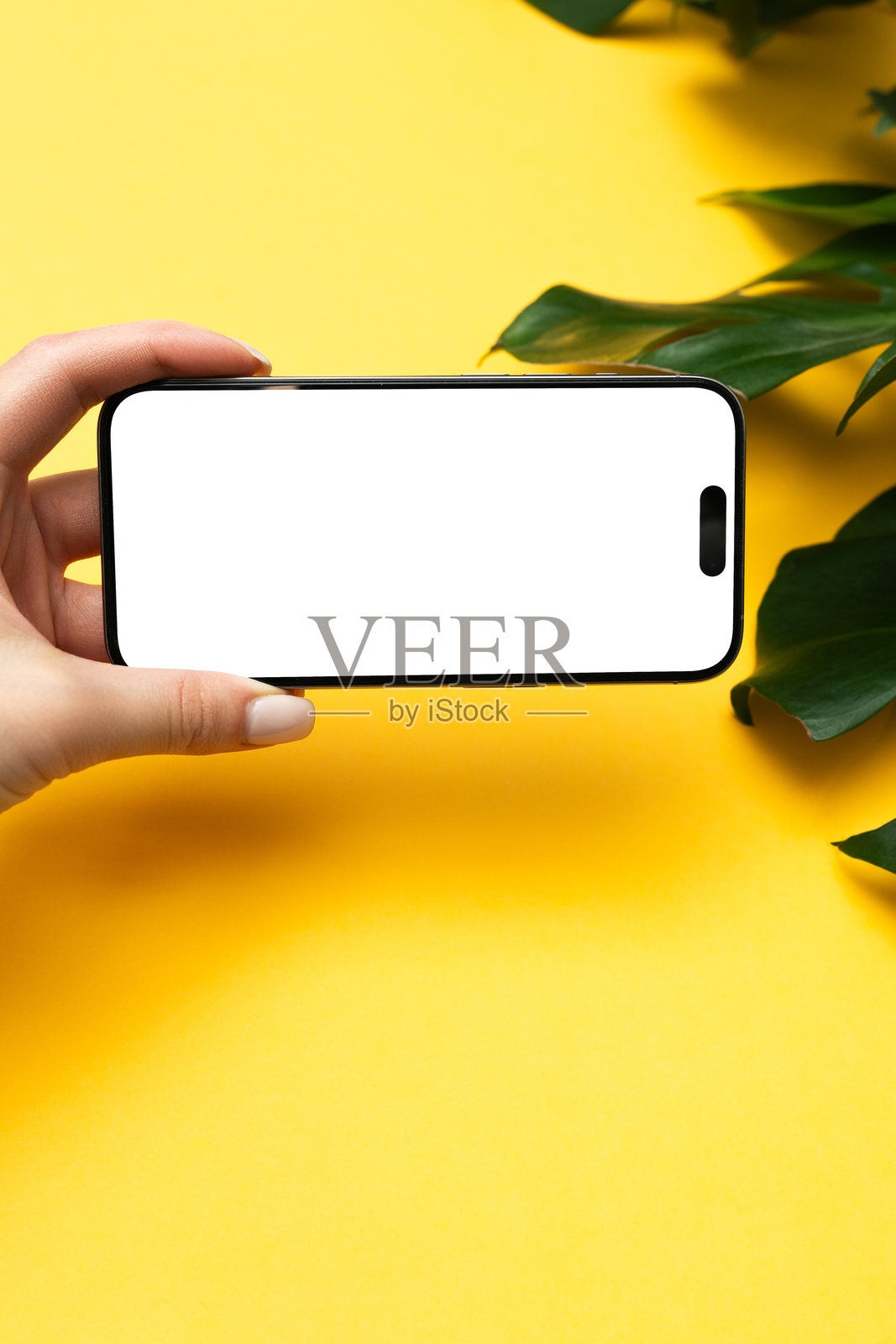 女人手中拿着一部白屏手机的模型，背景为黄色，旁边有一片龟背竹叶。照片摄影图片