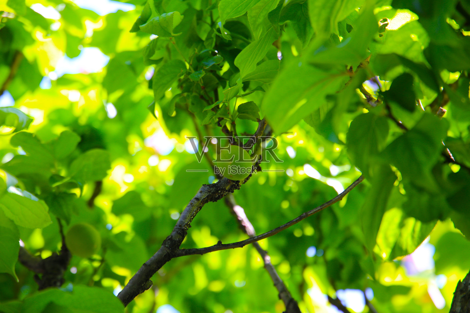 梅花李树上的果实照片摄影图片