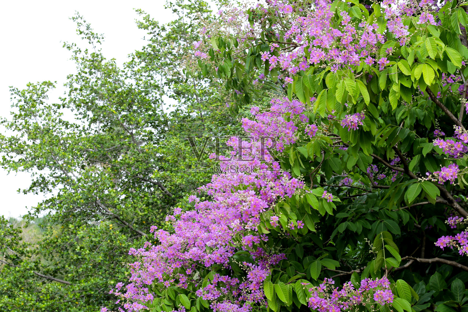 紫薇，女王紫薇，印度之骄。照片摄影图片