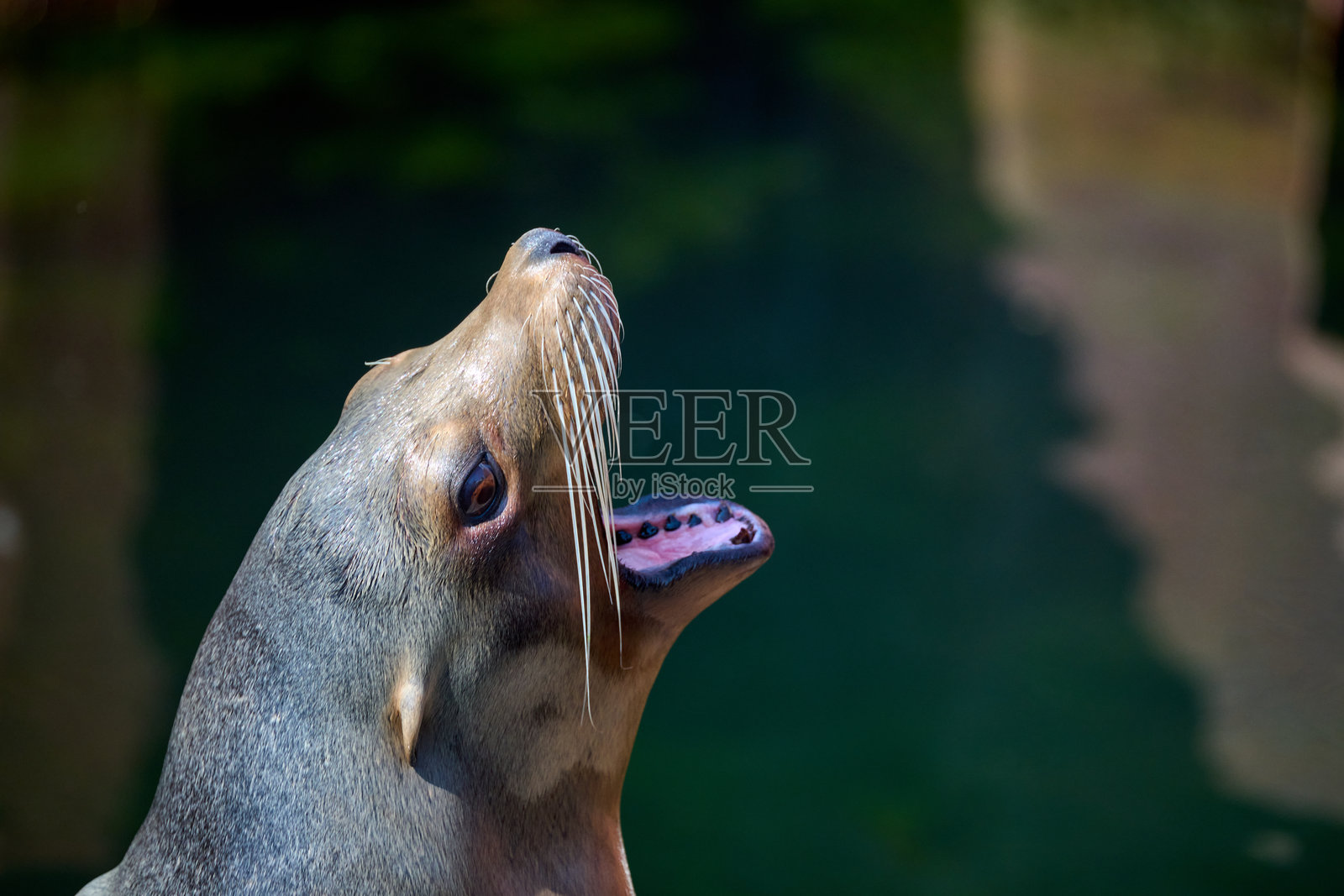 动物园里的海狮照片摄影图片