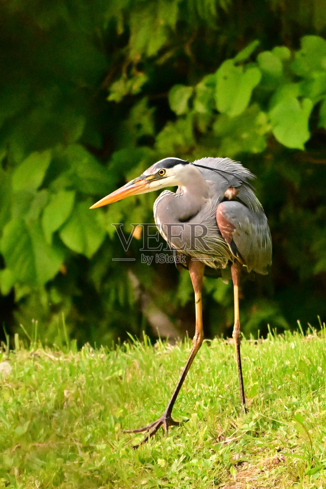 大蓝鹭鸟照片摄影图片