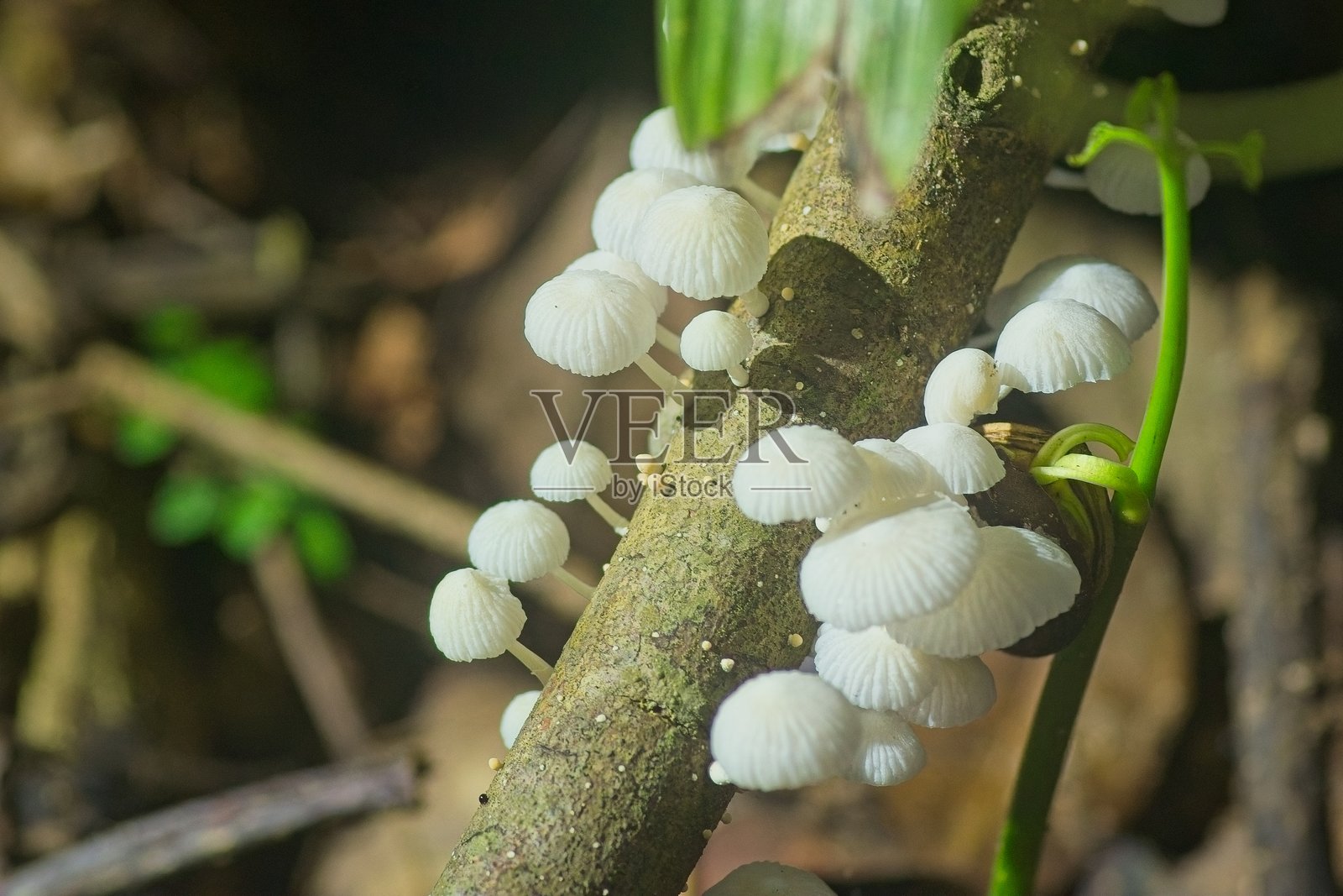 蘑菇照片摄影图片