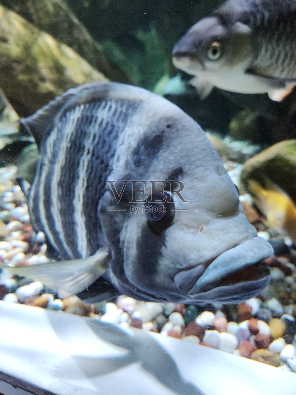 鱼，水族馆，迪拜照片摄影图片