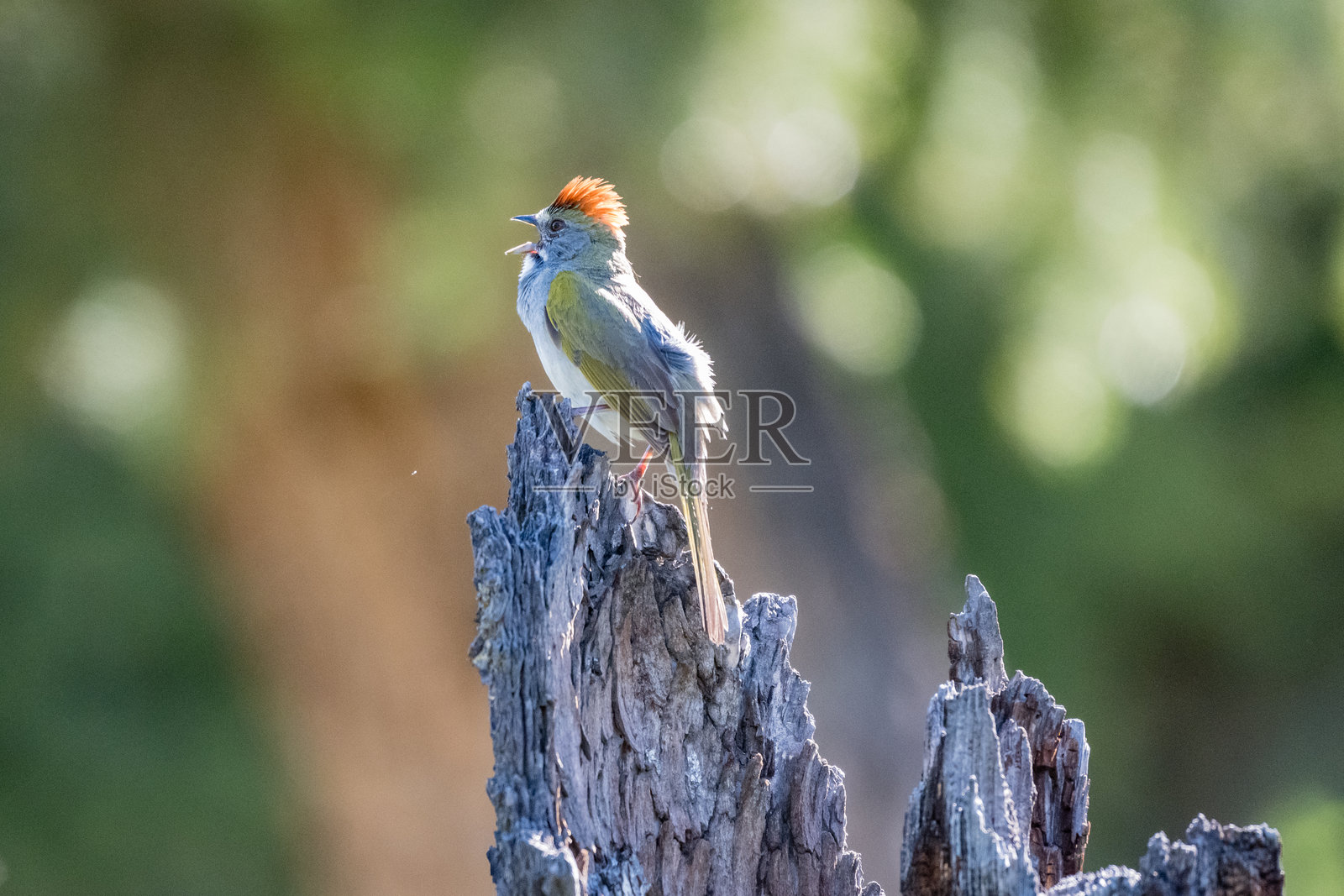 在美国怀俄明州黄石国家公园的一只绿尾鹀。照片摄影图片