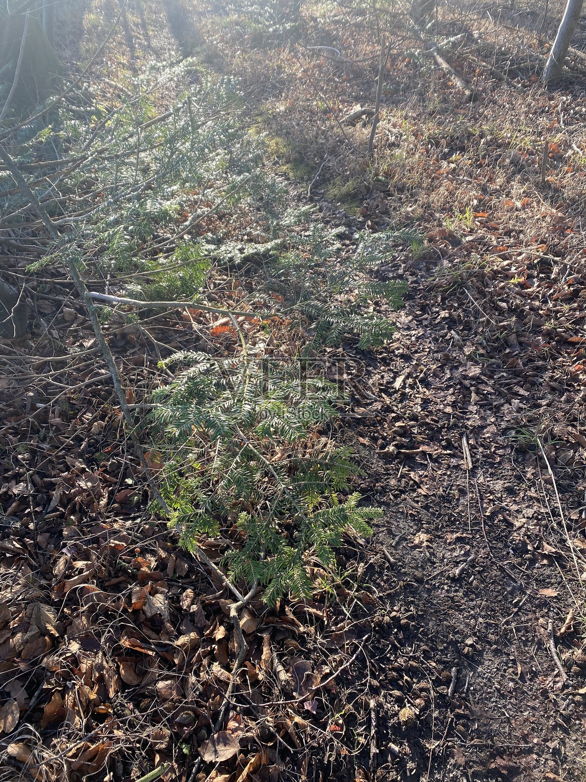 幽幻的阳光洒在小路上。照片摄影图片