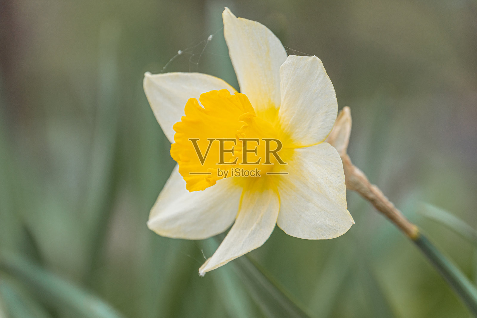 盛开的明亮黄色水仙花特写，深黄色喇叭形冠状物，背景模糊，暗示景深，没有其他物体或特征，柔和而散射。照片摄影图片