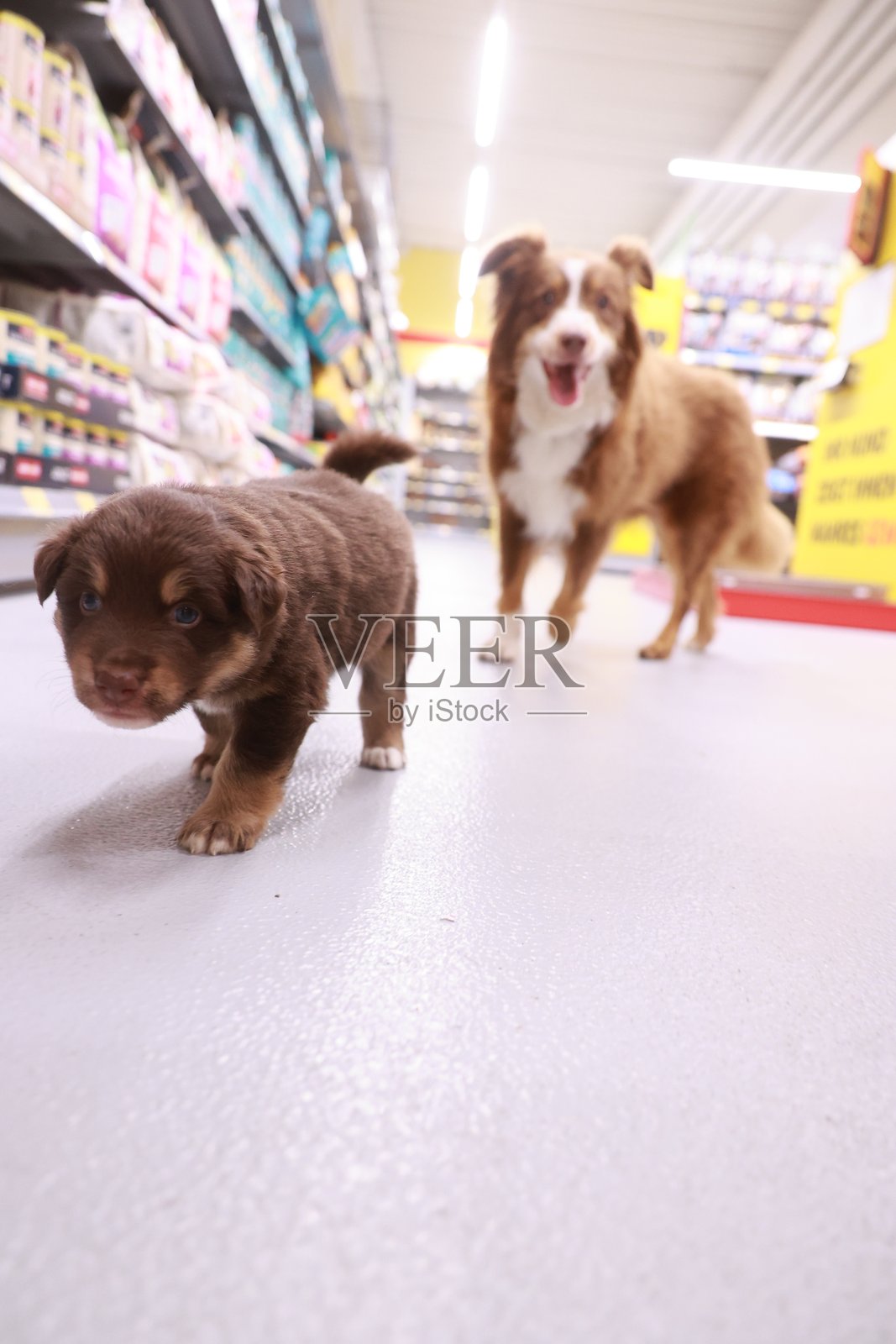 两只狗在商店过道里散步照片摄影图片