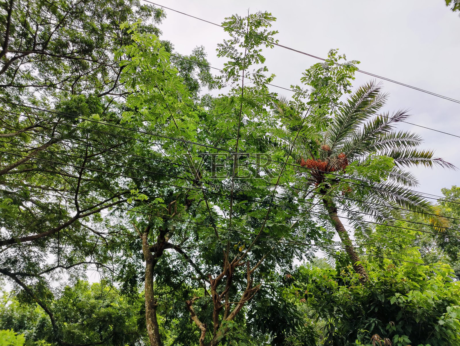 美丽的热带绿树，各种树木的枝叶在蓝天映衬下。照片摄影图片