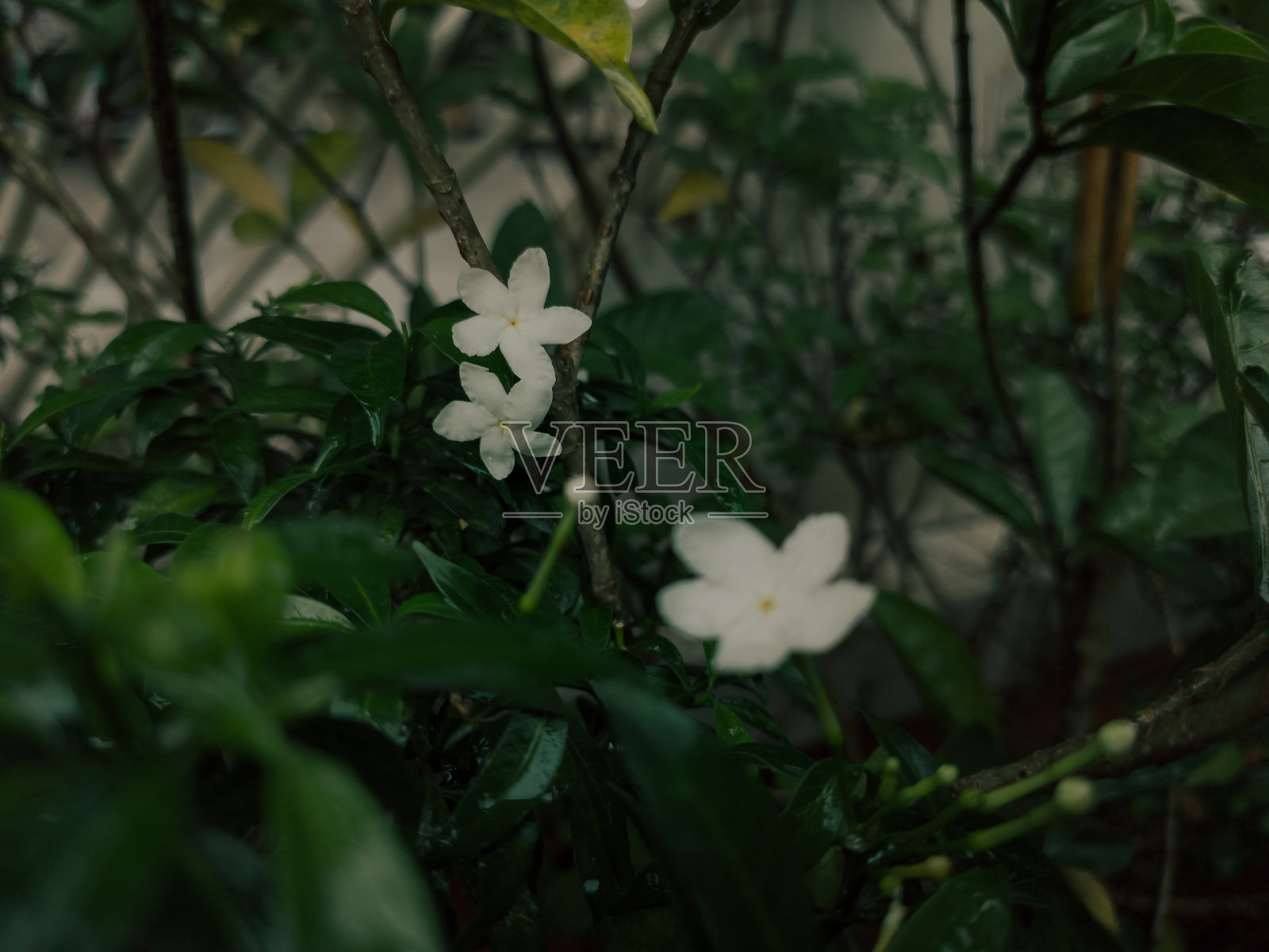 白色花朵照片摄影图片