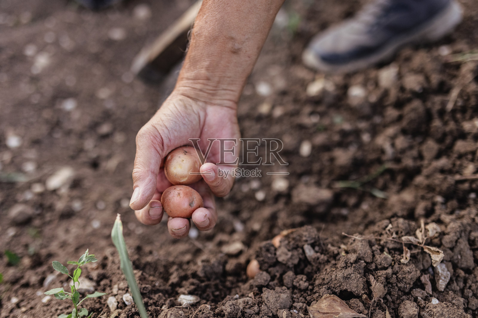 手握新鲜采摘的土豆，背景为农田环境照片摄影图片