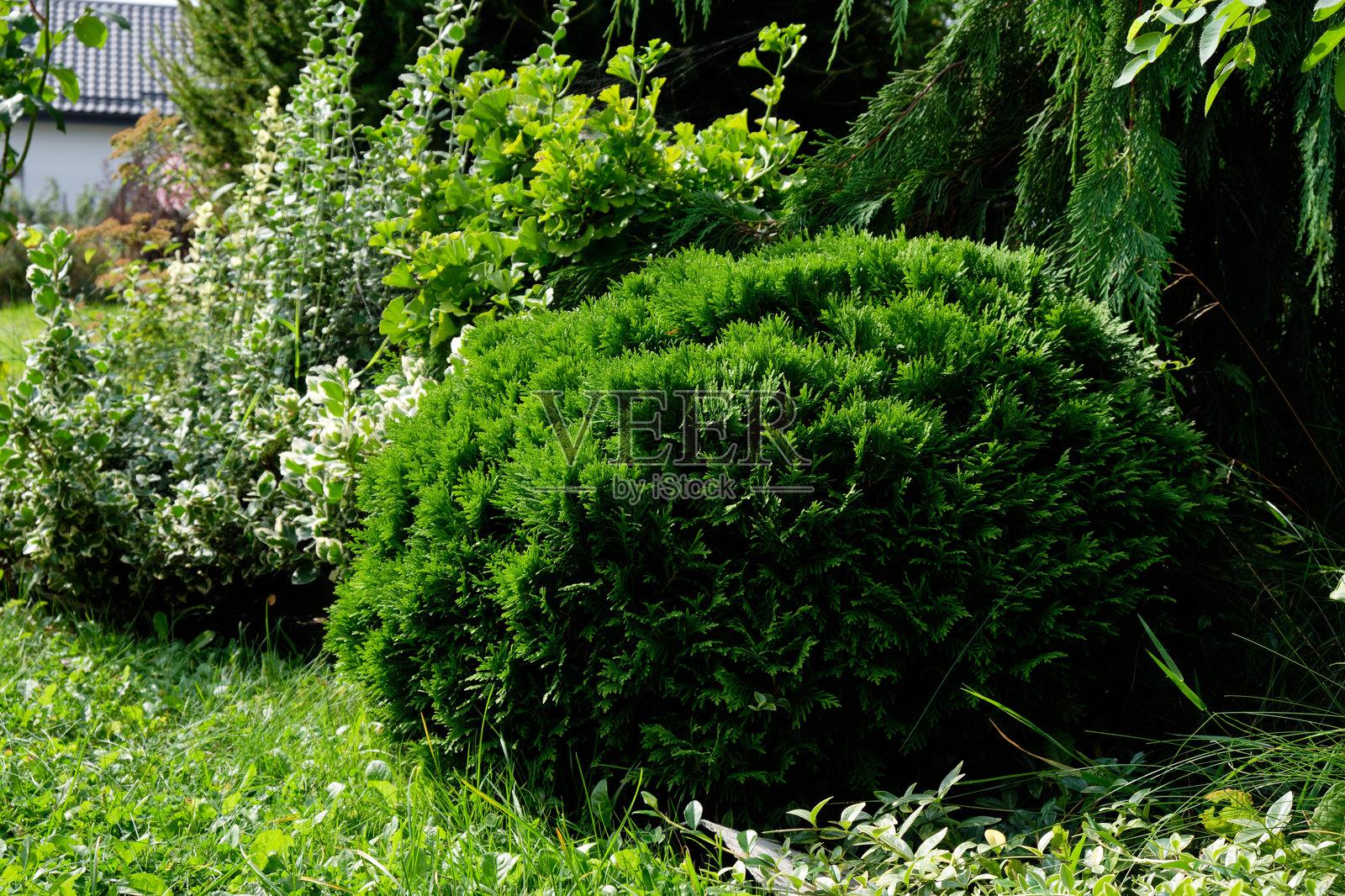 球形柏树和卫矛在景观设计中的应用照片摄影图片