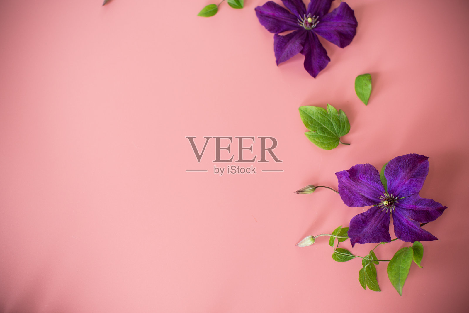 紫色背景上的铁线莲枝和文本空白区域照片摄影图片