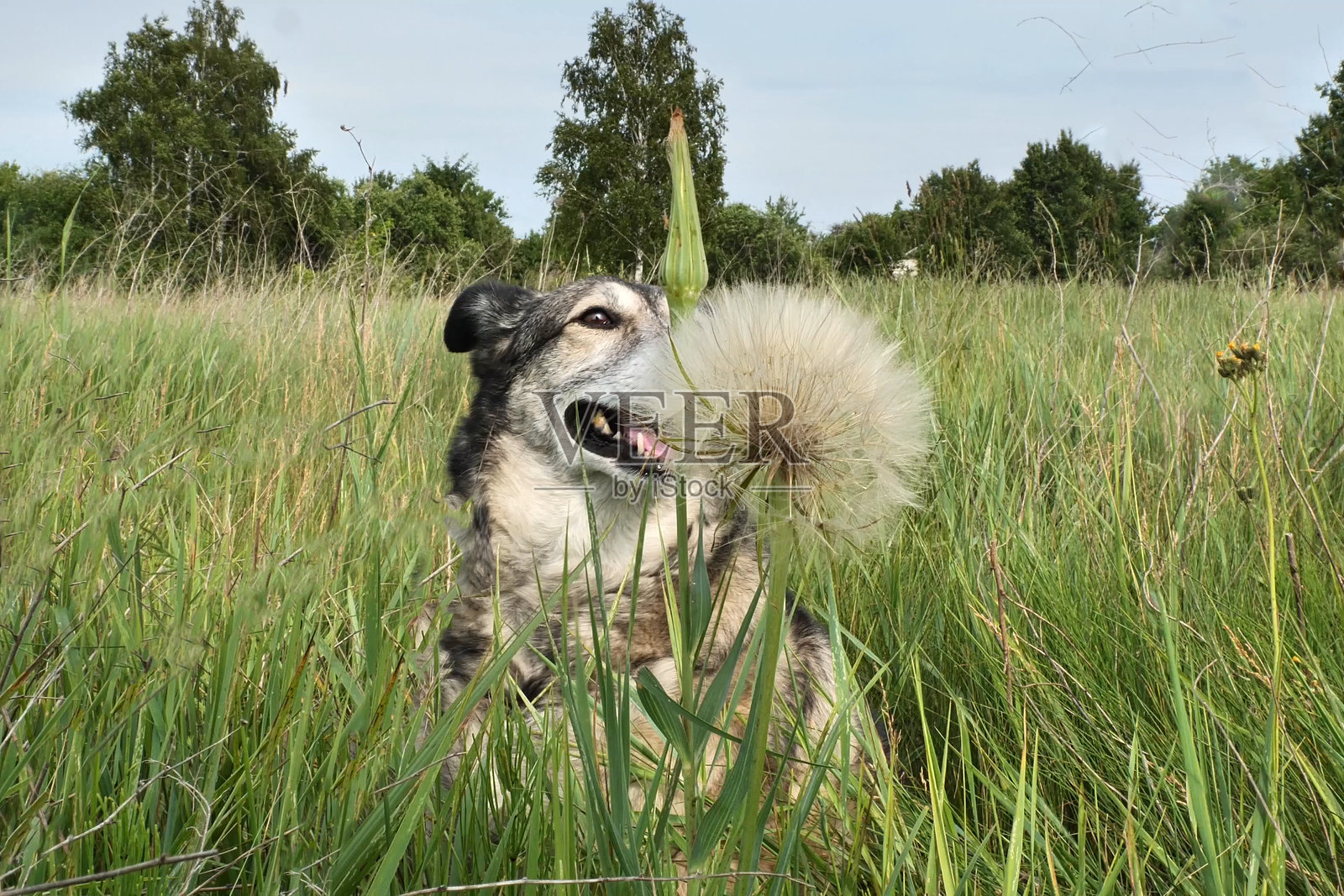 狗在草地上散步。照片摄影图片