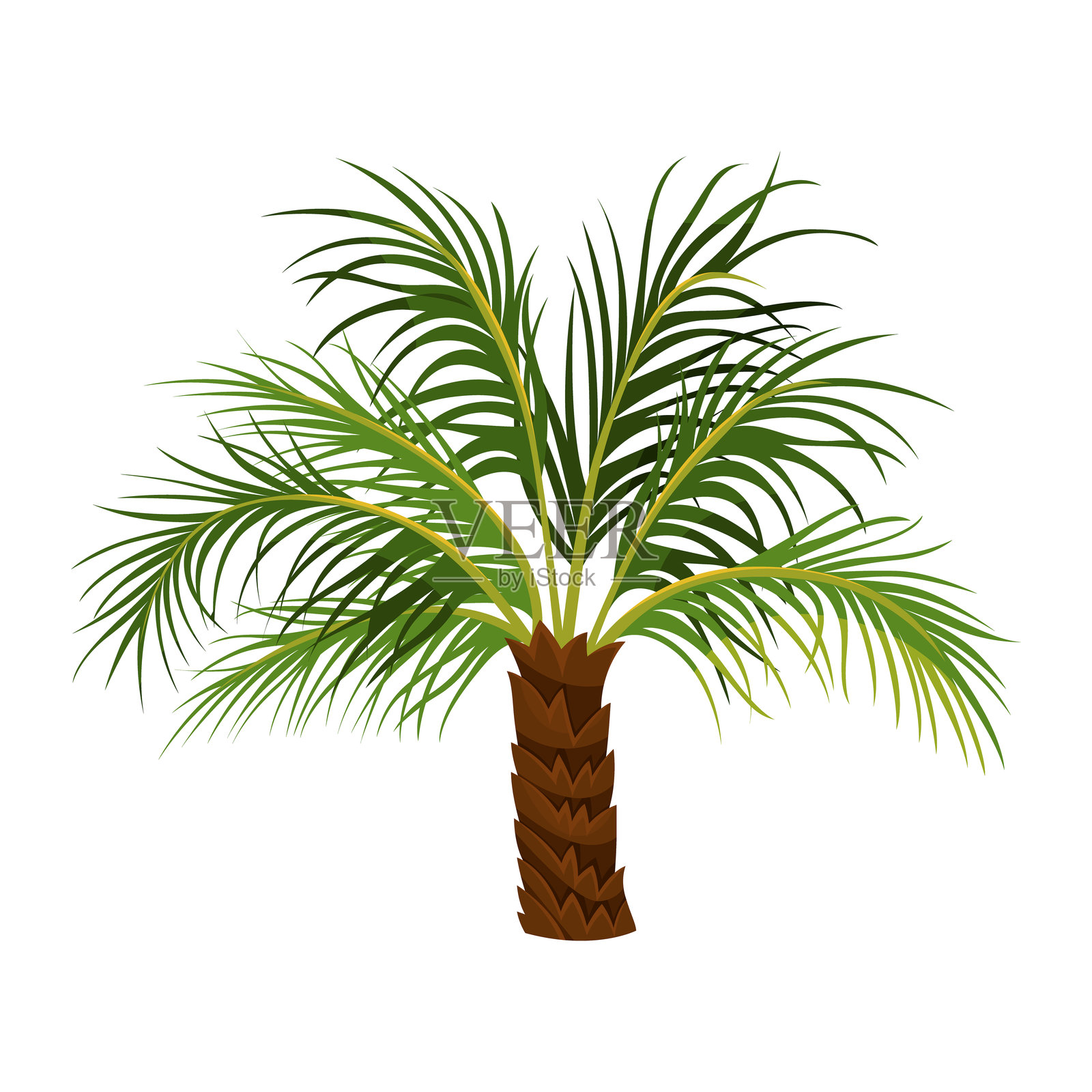 凤凰棕榈或罗贝利尼矮枣树。矢量图插画图片素材