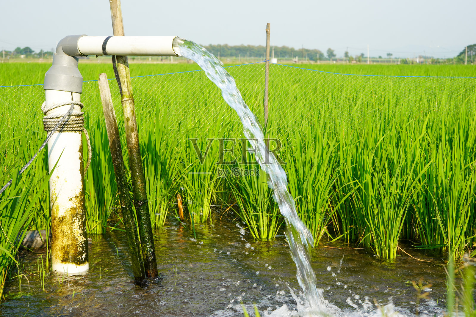 使用泵井灌溉稻田，通过抽水技术将地下水抽取到稻田中。通过电动塑料PVC管从地下抽水。照片摄影图片