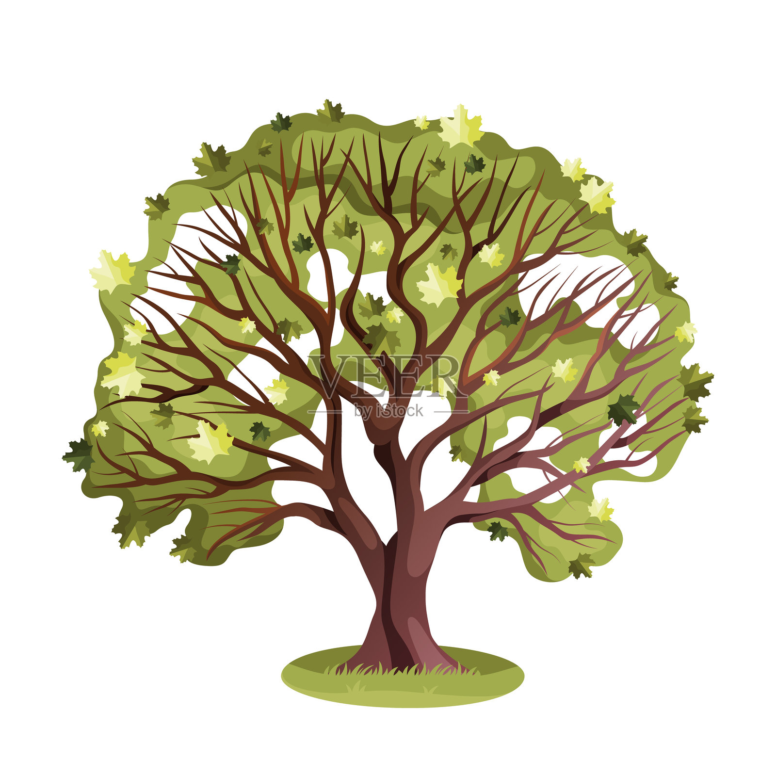 春季的枫树。矢量糖浆植物。插画图片素材