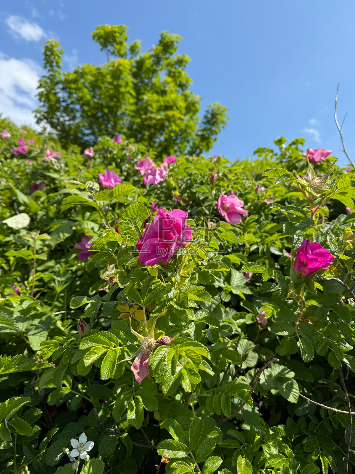 绿色山谷和森林覆盖的山丘照片摄影图片