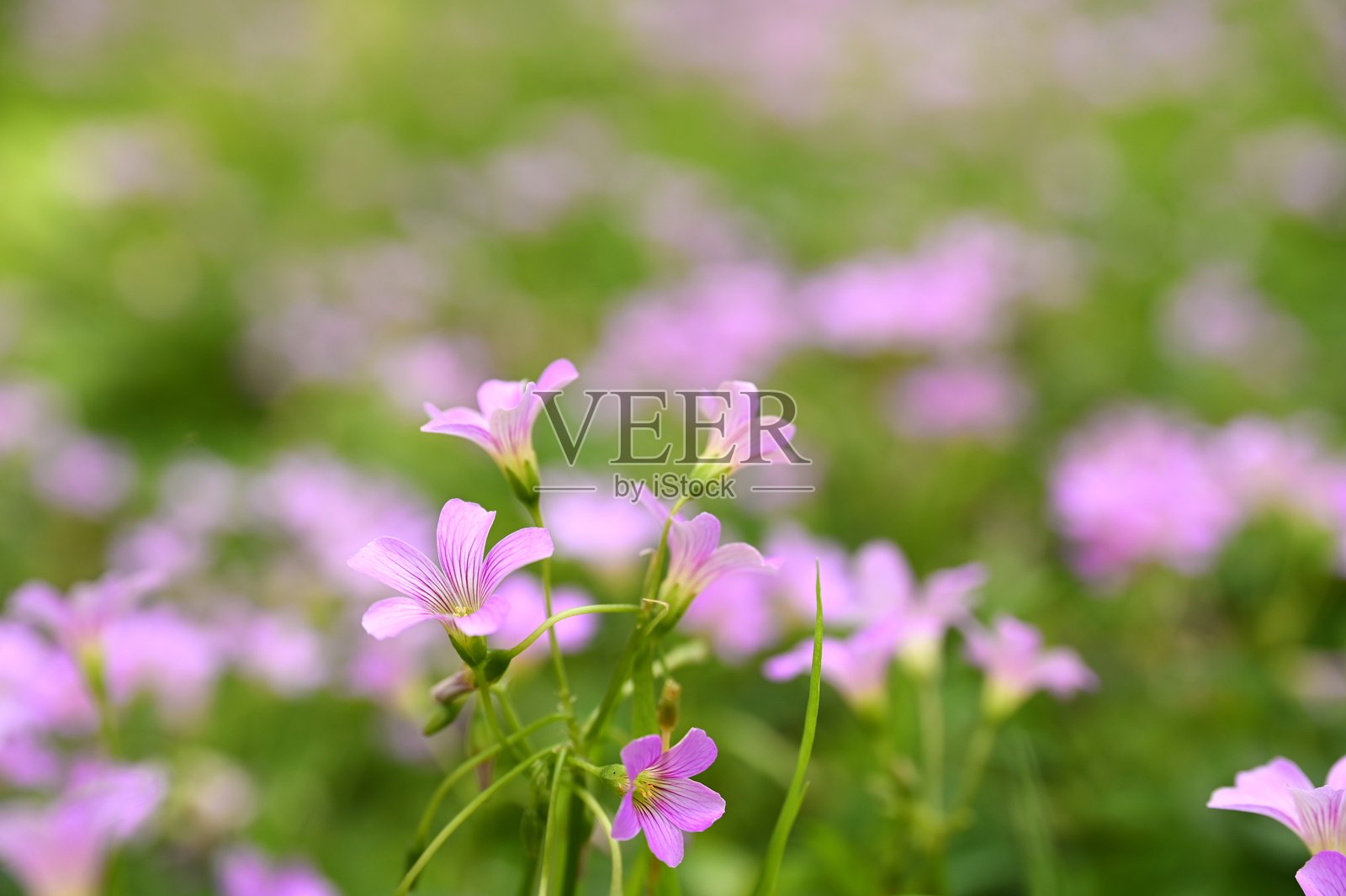 盛开的牛膝菊花朵特写照片摄影图片