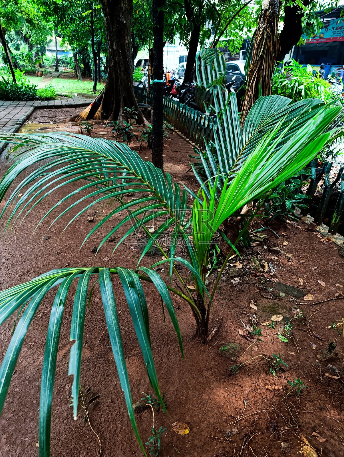 年轻的棕榈植物，宽大的拱形叶片在热带花园的红土上生长照片摄影图片