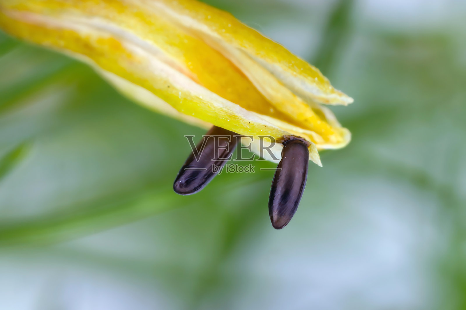 普通芦笋甲虫（Crioceris asparagi）卵在芦笋花上。照片摄影图片