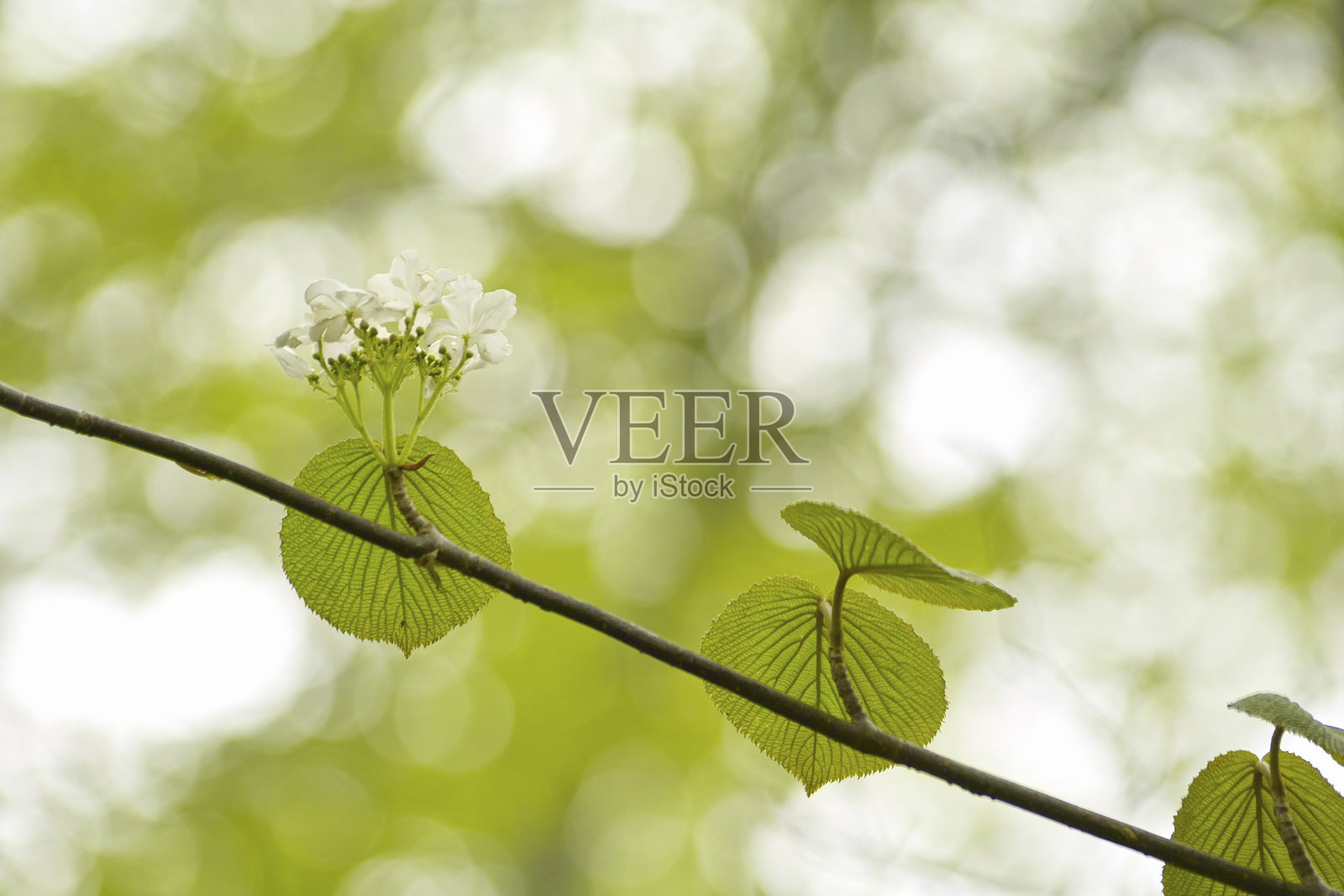 牛眼莓照片摄影图片