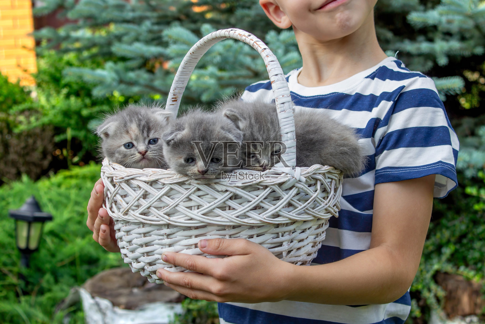 一个男孩抱着一篮小猫。选择性对焦。照片摄影图片