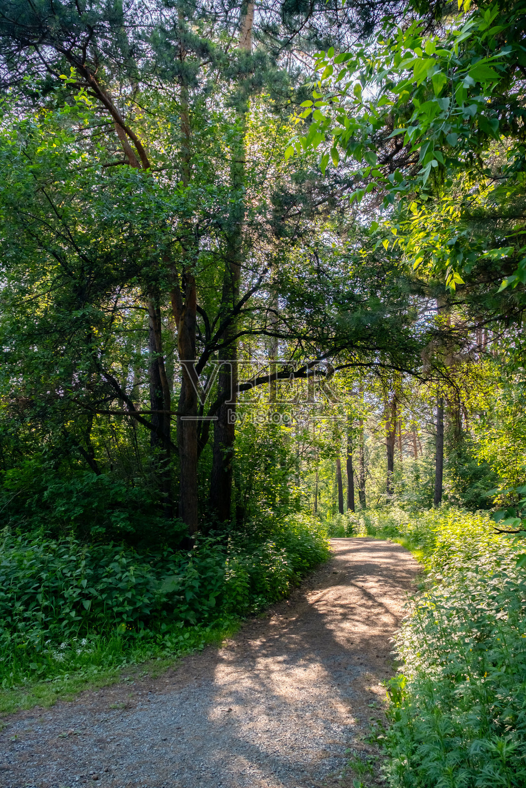 阳光明媚的日子里，郁郁葱葱的森林小径。自然步道上生机勃勃的树叶和斑驳的阳光。照片摄影图片