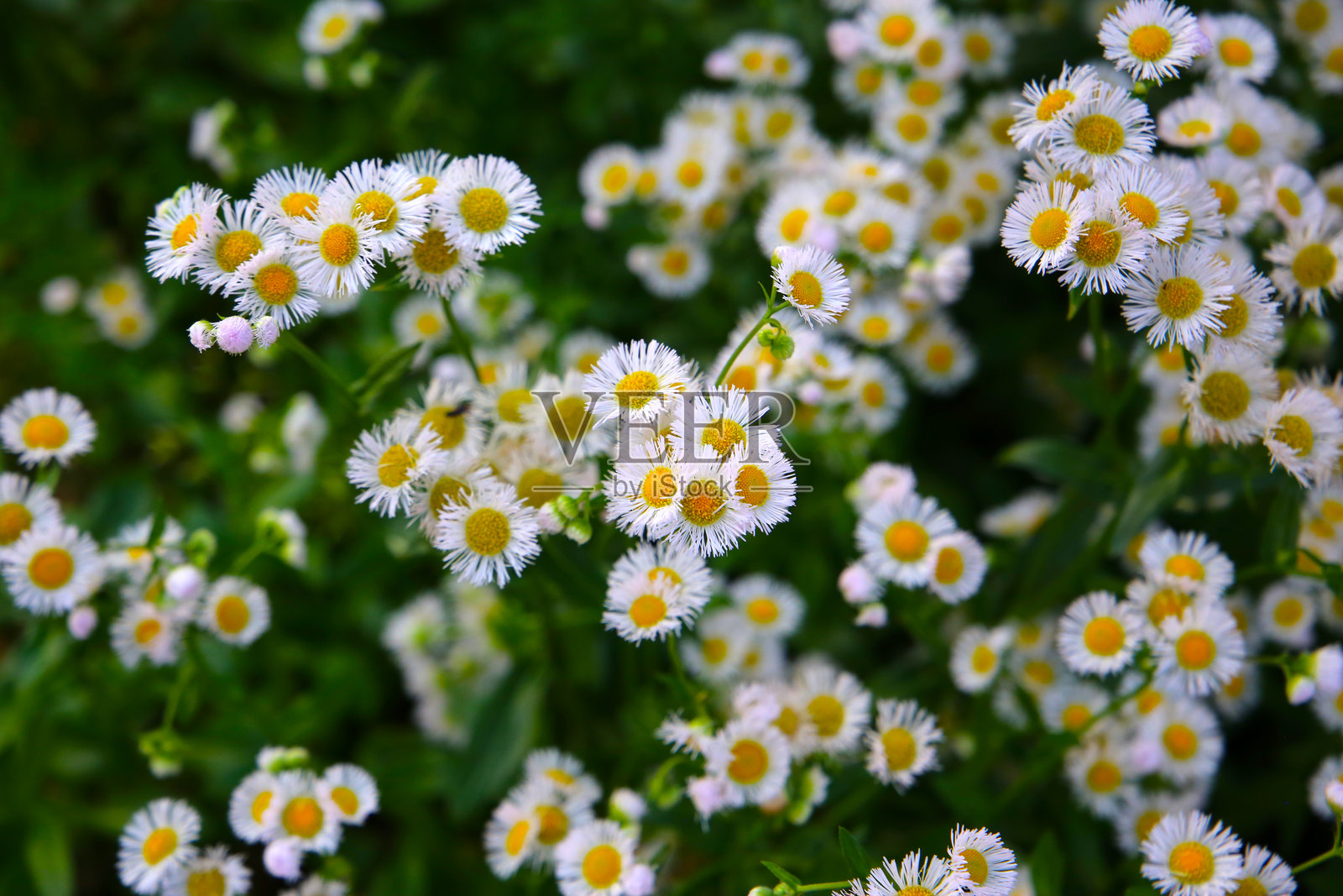 盛开的东部雏菊（Erigeron annuus）照片摄影图片