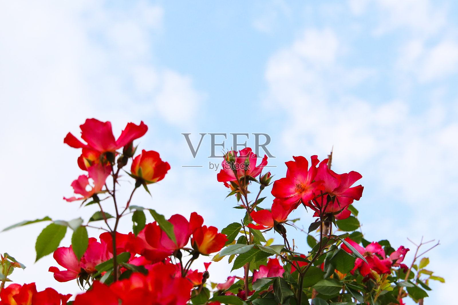 日本公园中的红玫瑰照片摄影图片