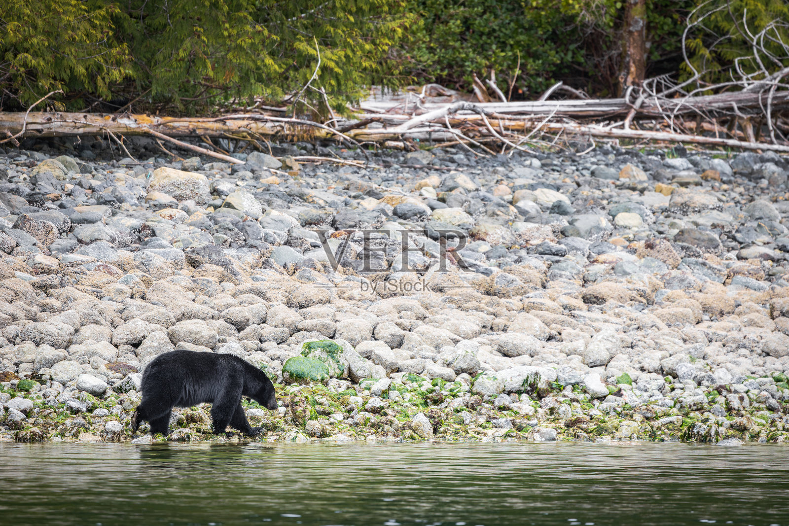 黑熊在海岸线上行走，寻找食物，加拿大不列颠哥伦比亚省托菲诺照片摄影图片
