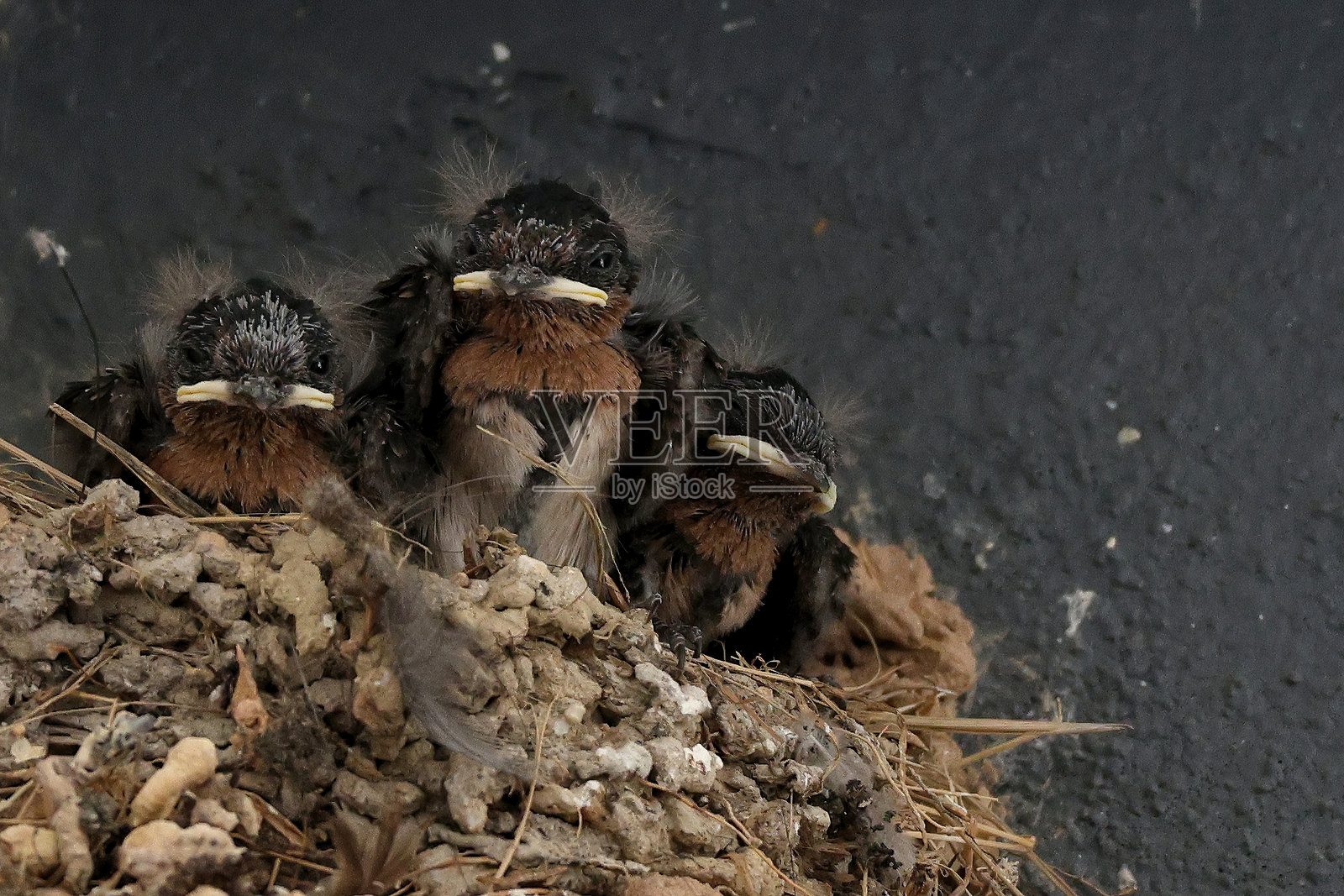 饥饿的小小鸡照片摄影图片