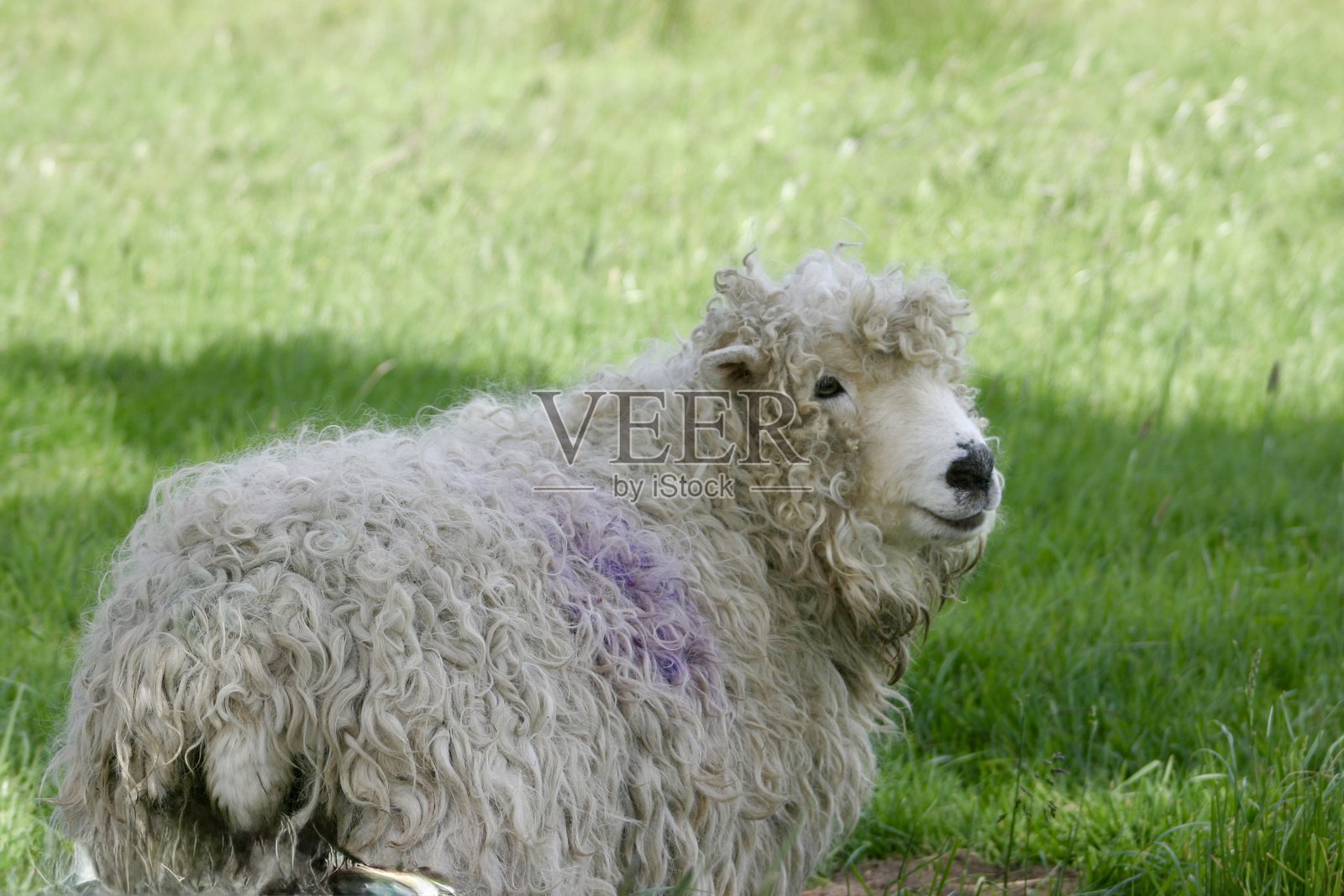 灰色面孔的达特穆尔羊在田野中照片摄影图片
