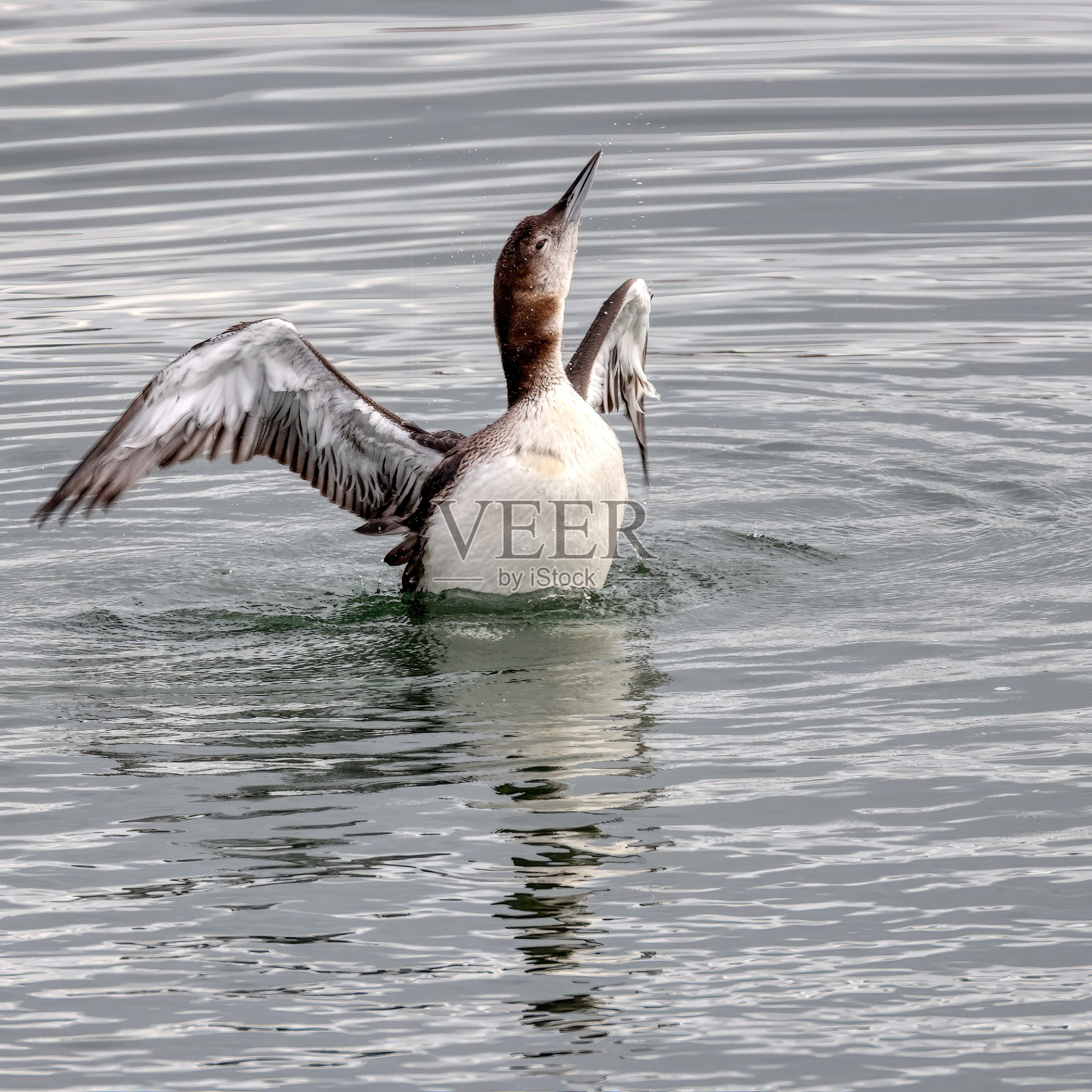 普通潜鸟在水中拍打翅膀照片摄影图片